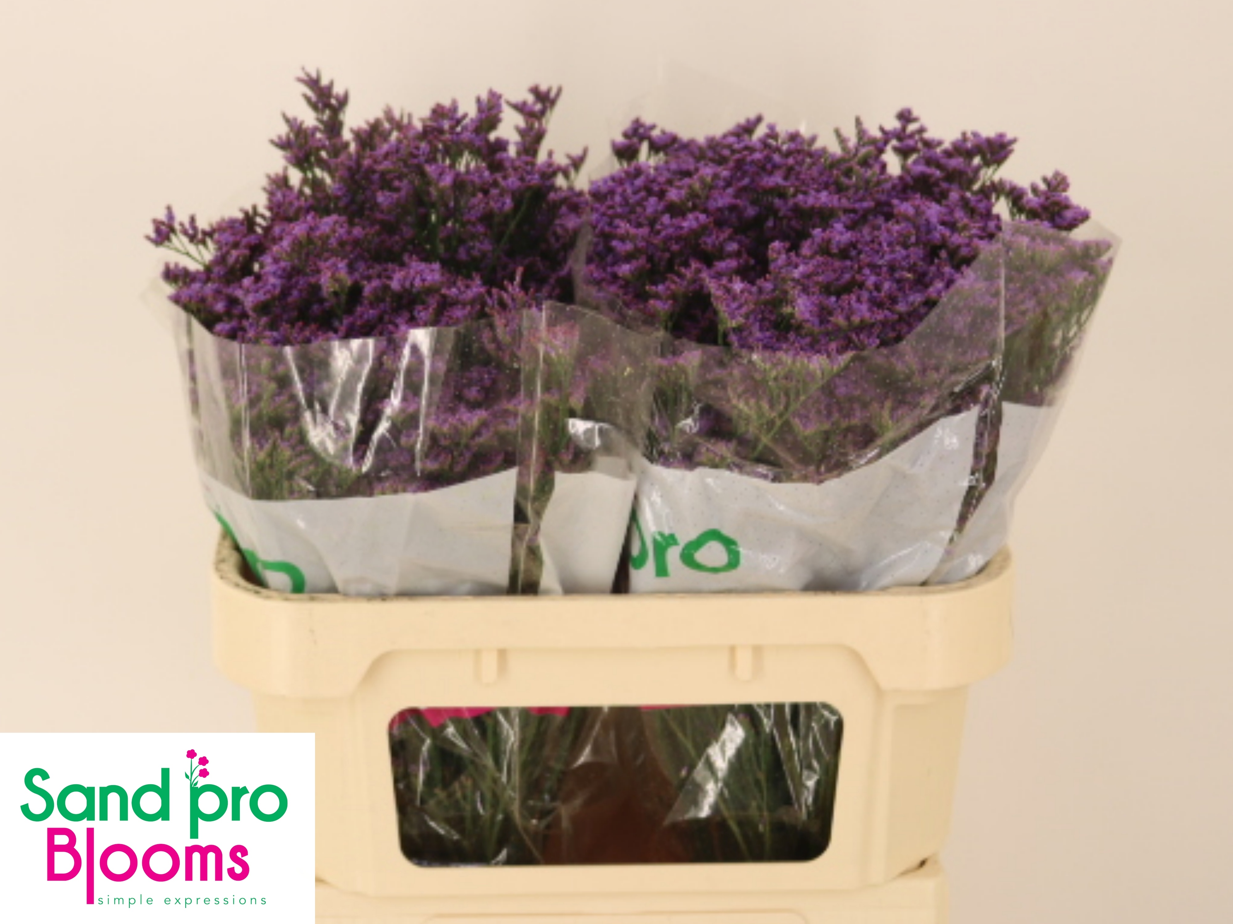 Limonium Saf Shooting Star 70cm 30gram