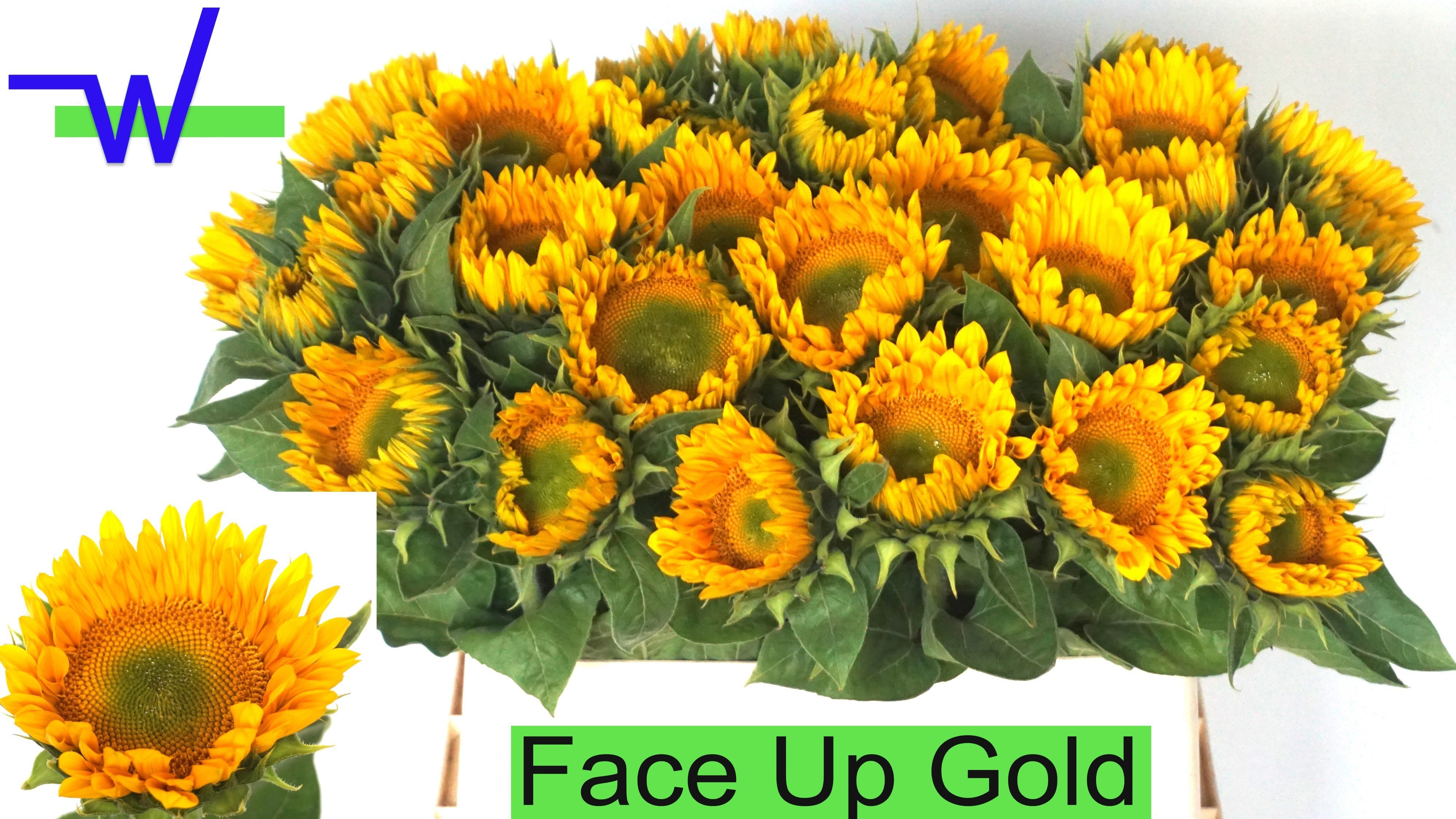 Heli Sunri Up Gold 80cm