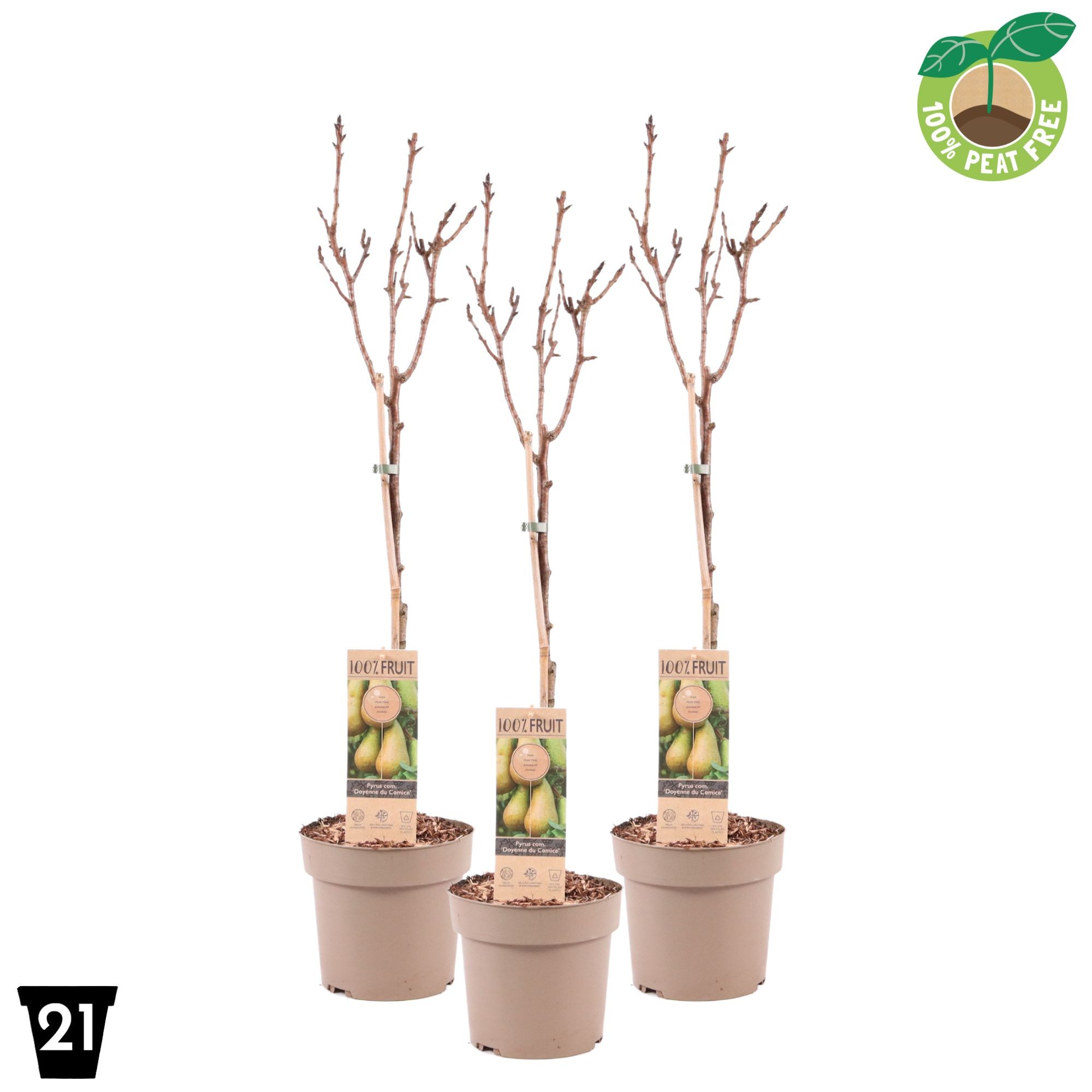 Picture of Pyrus comm. Doyenne du Comice P21 (4 Ltr) Patio-Trees (LOOSE)