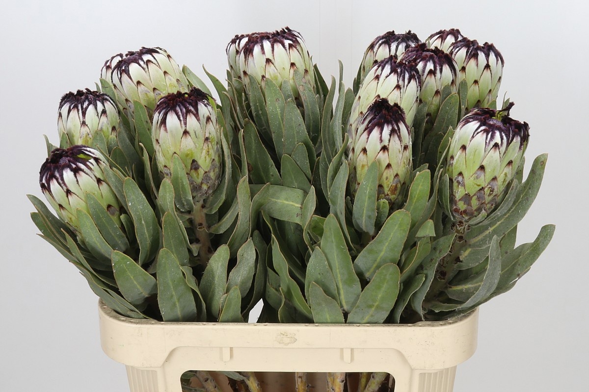 Protea Mag Niobe
