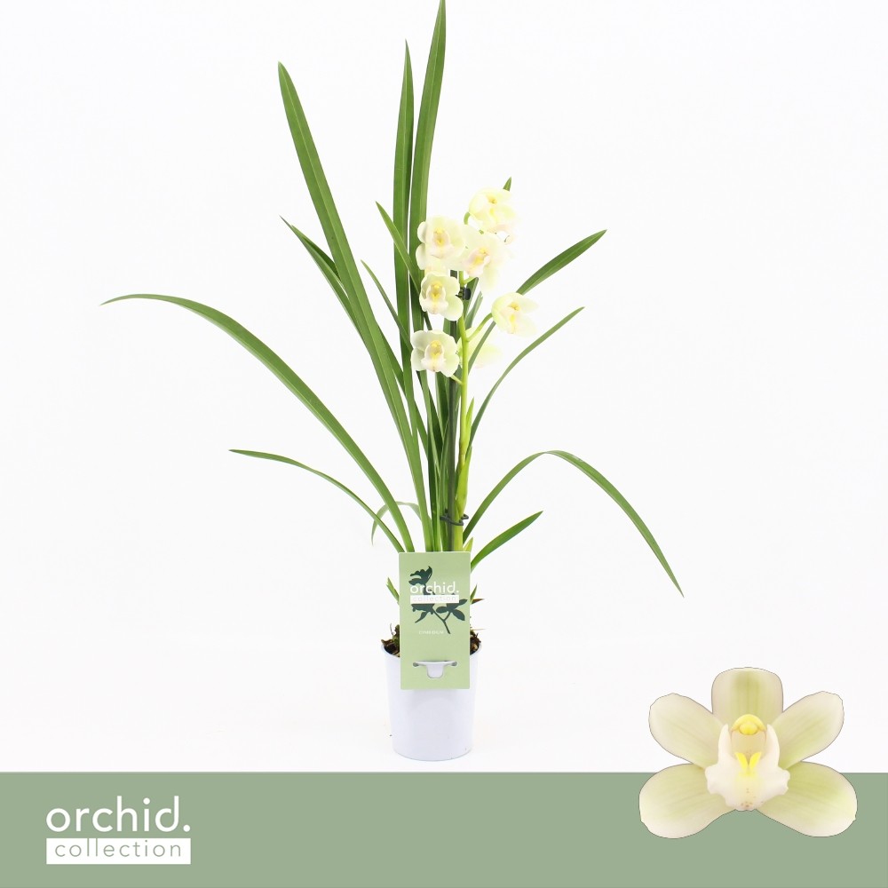 Picture of Cymbidium hybrid Ice Dance 1-Spike Orchid Collection P9 P9 40CM