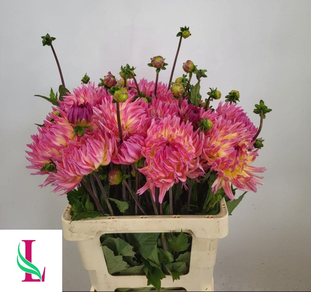 Dahlia Karma Sangria 60cm