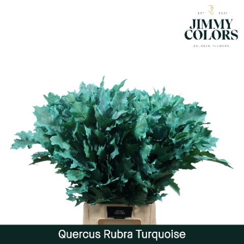 Quercus Rubra L80 Turquoise