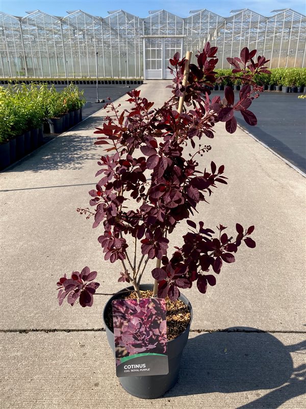 Picture of Cotinus cogg. Royal Purple P29 (10 Ltr) (LOOSE)