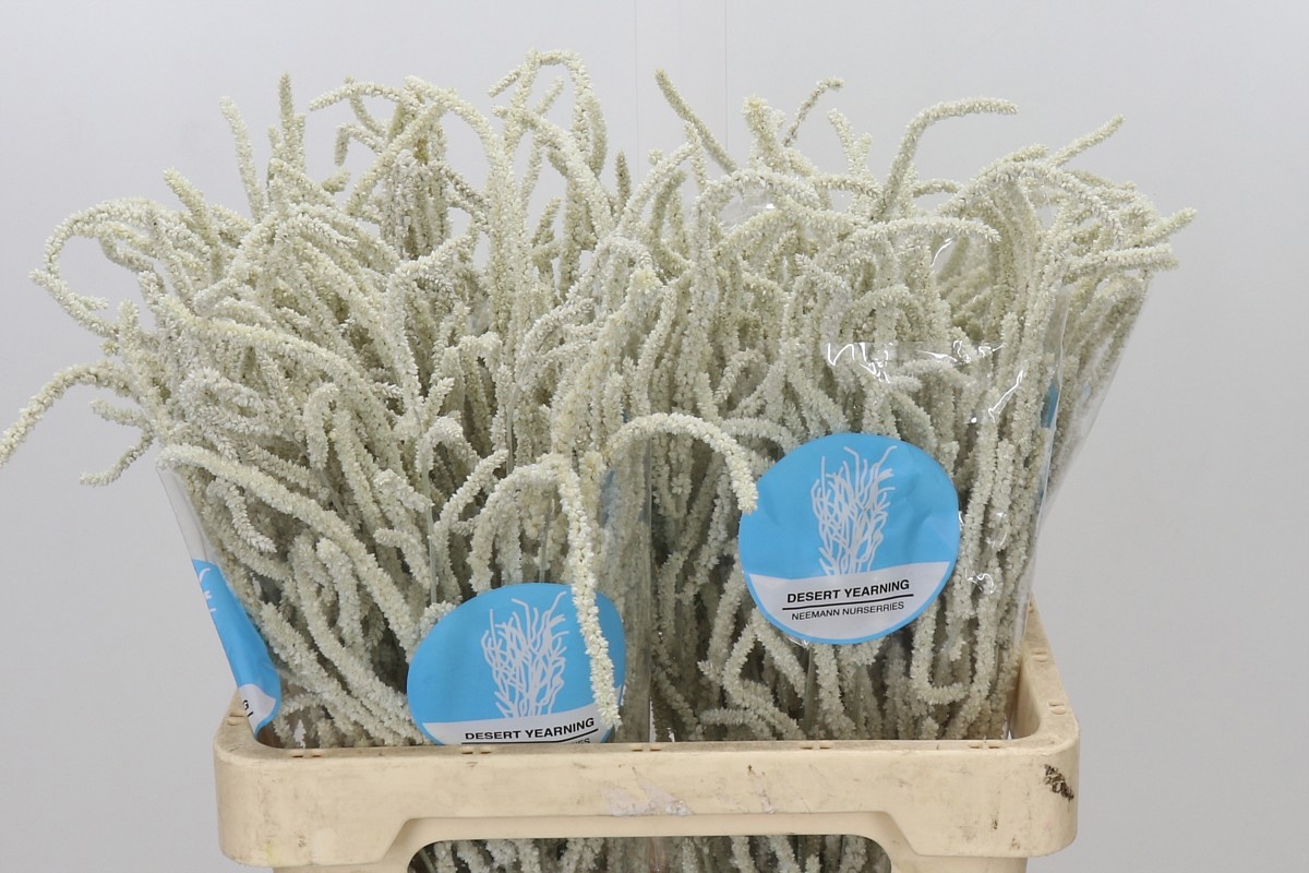 Amaranthus Yearming Desert 60cm