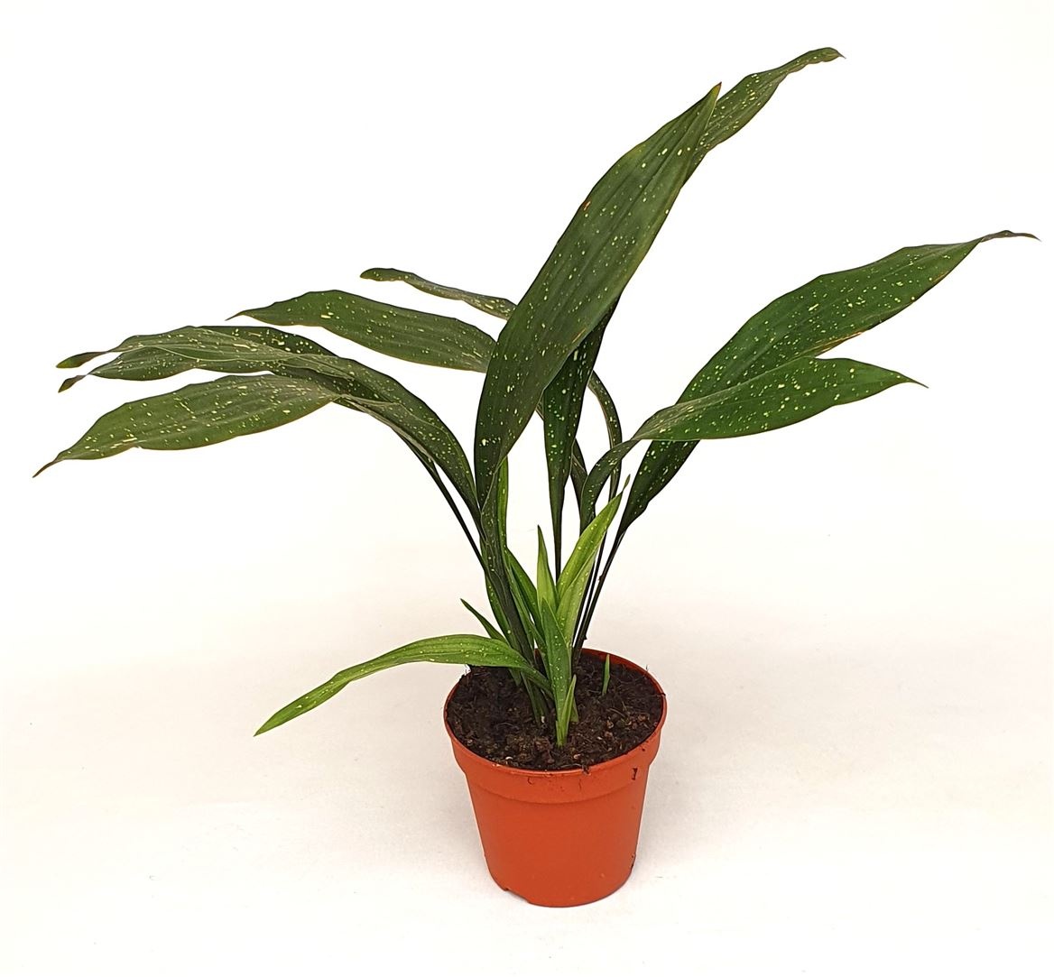 tropical getränke aloe vera Tropical Getränke Aloe Vera watermelon, 🍉🍉￼ (500 ml) main image 0