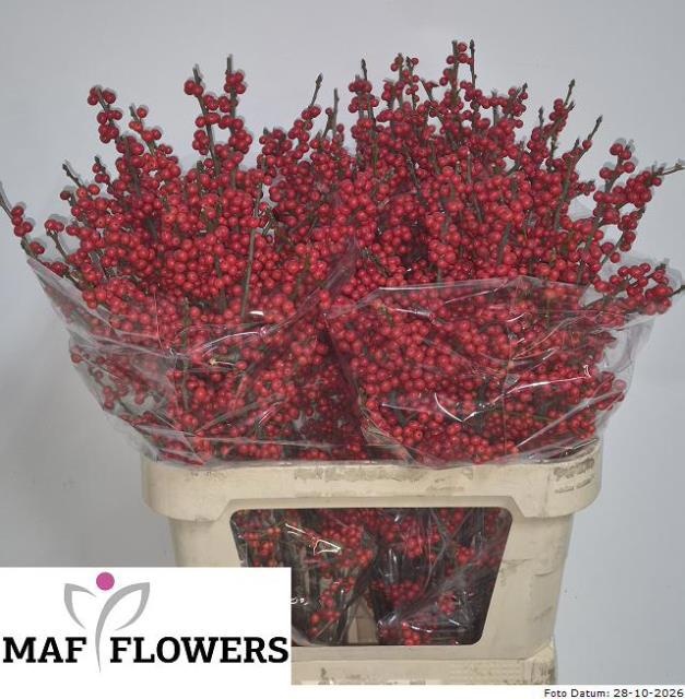Ilex Verticlilata 80cm