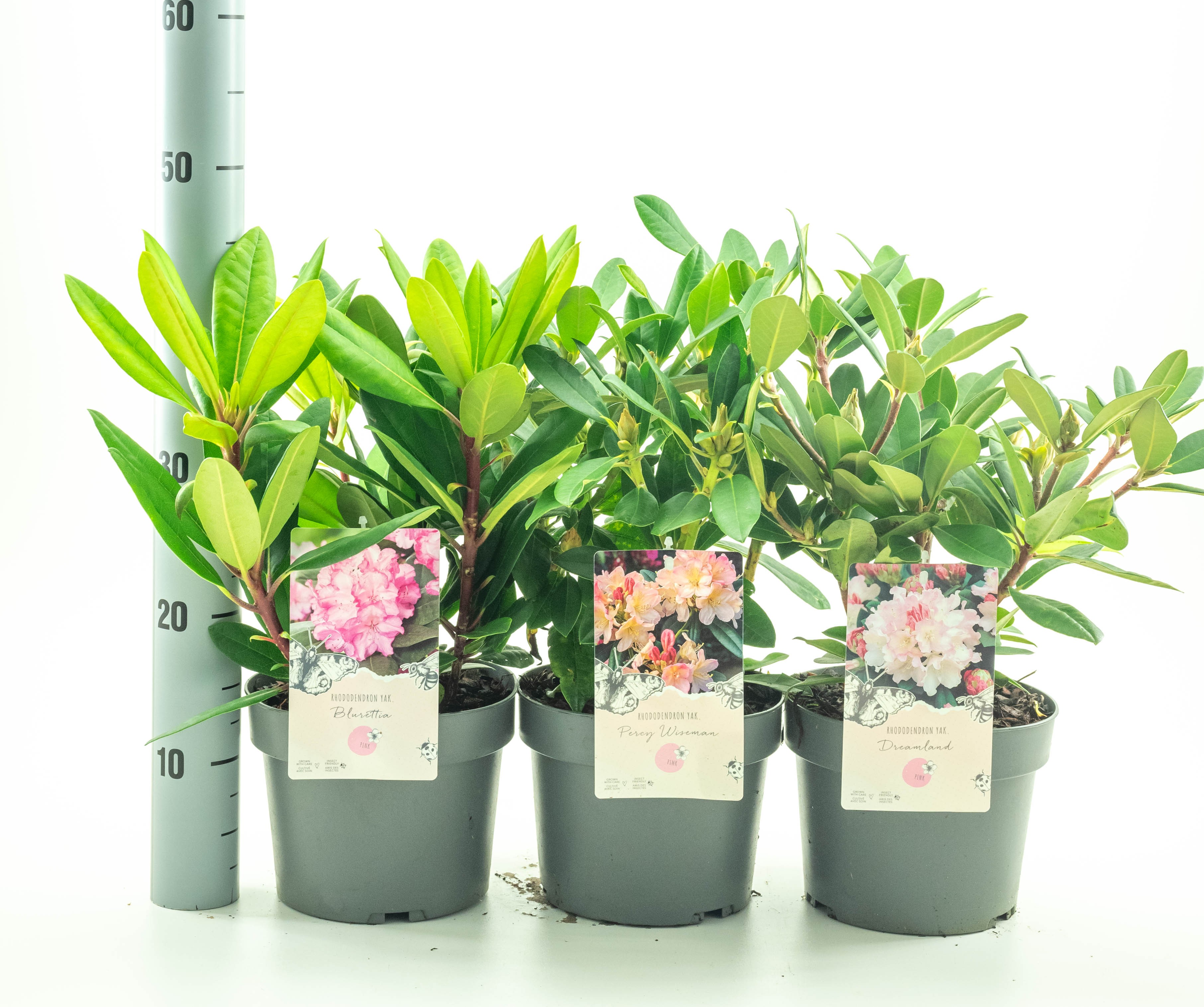 Picture of Rhododendron YAK in soorten P19 (3 Ltr) (LOOSE)