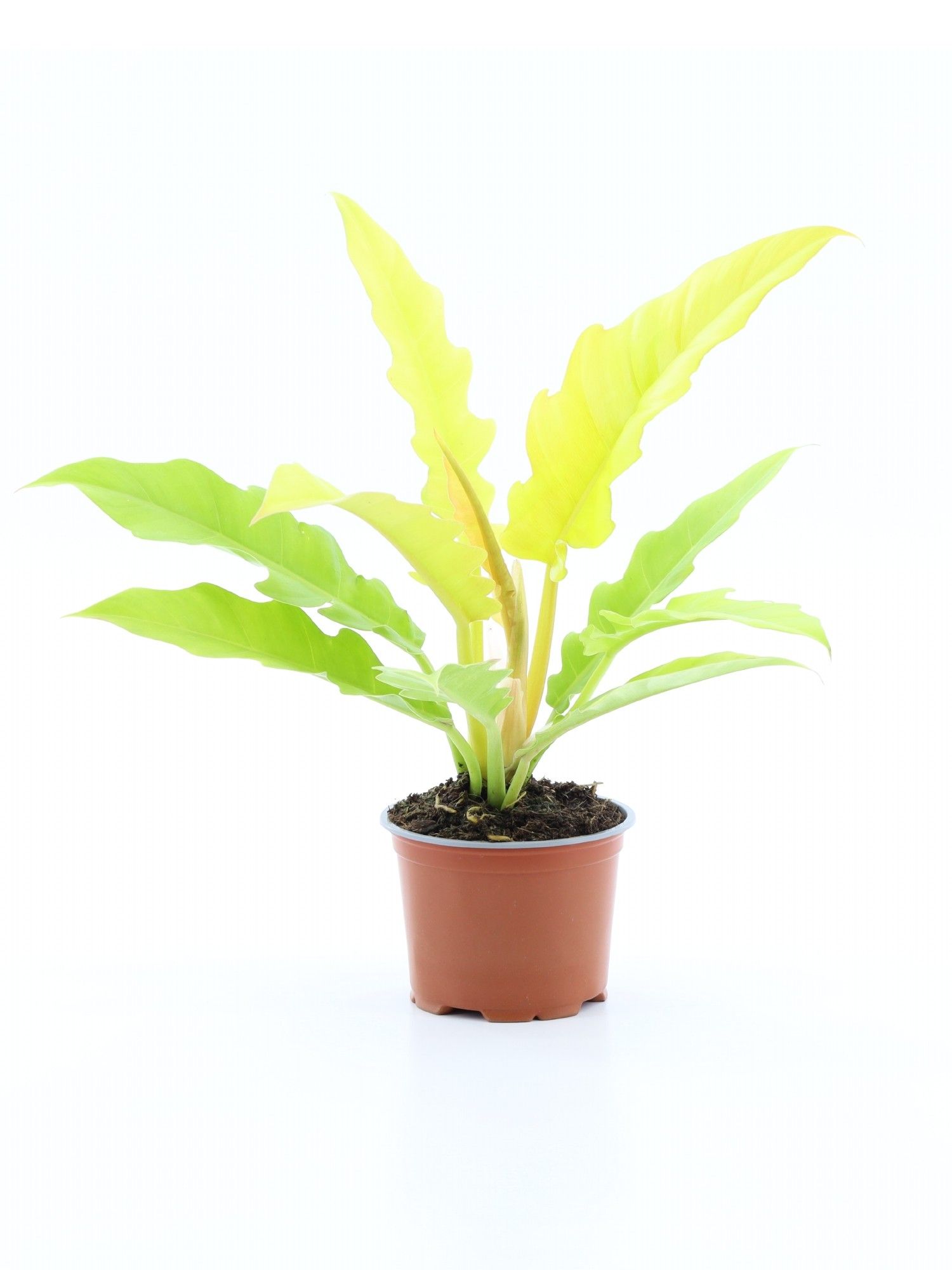 gerbera flower plant Gerbera Flori Line® Maxi Mix main image 0