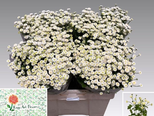 Tanacetum Rio 50cm