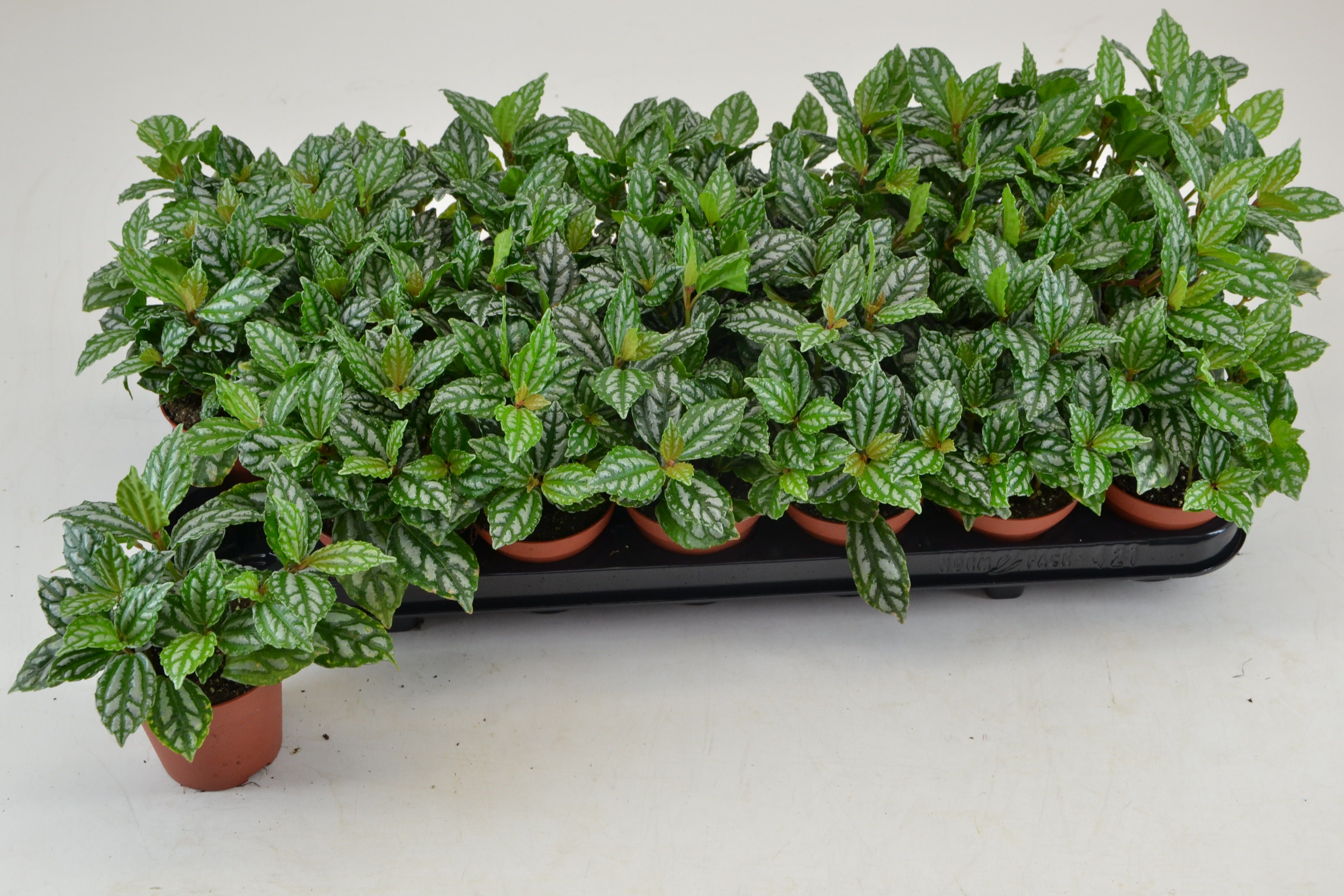 Pilea Cadierei 508Ø 12cm