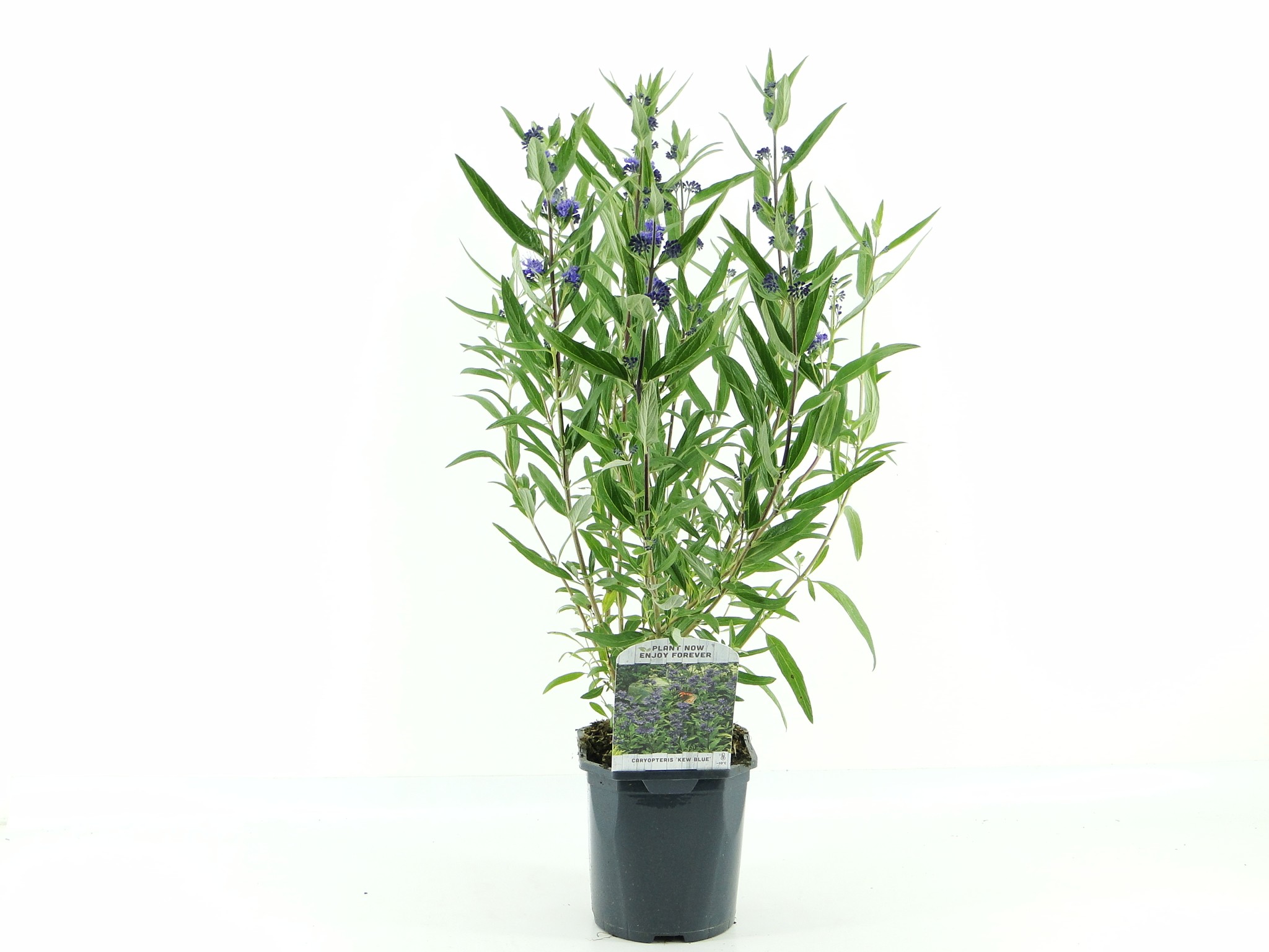 Picture of Caryopteris cland. Kew Blue P17 (2 Ltr) Square