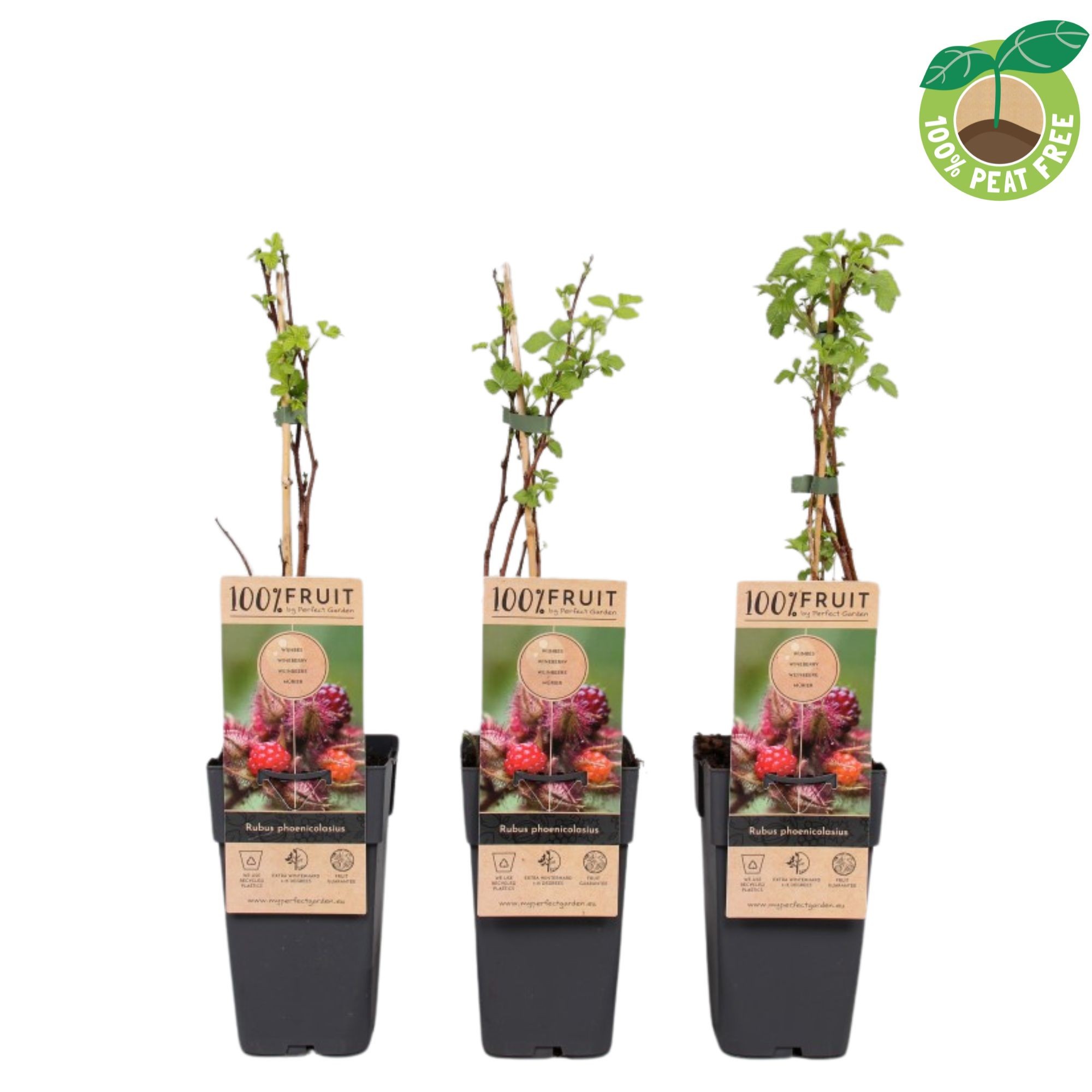 Picture of Rubus phoenicolasius P15 (2 Ltr/high)