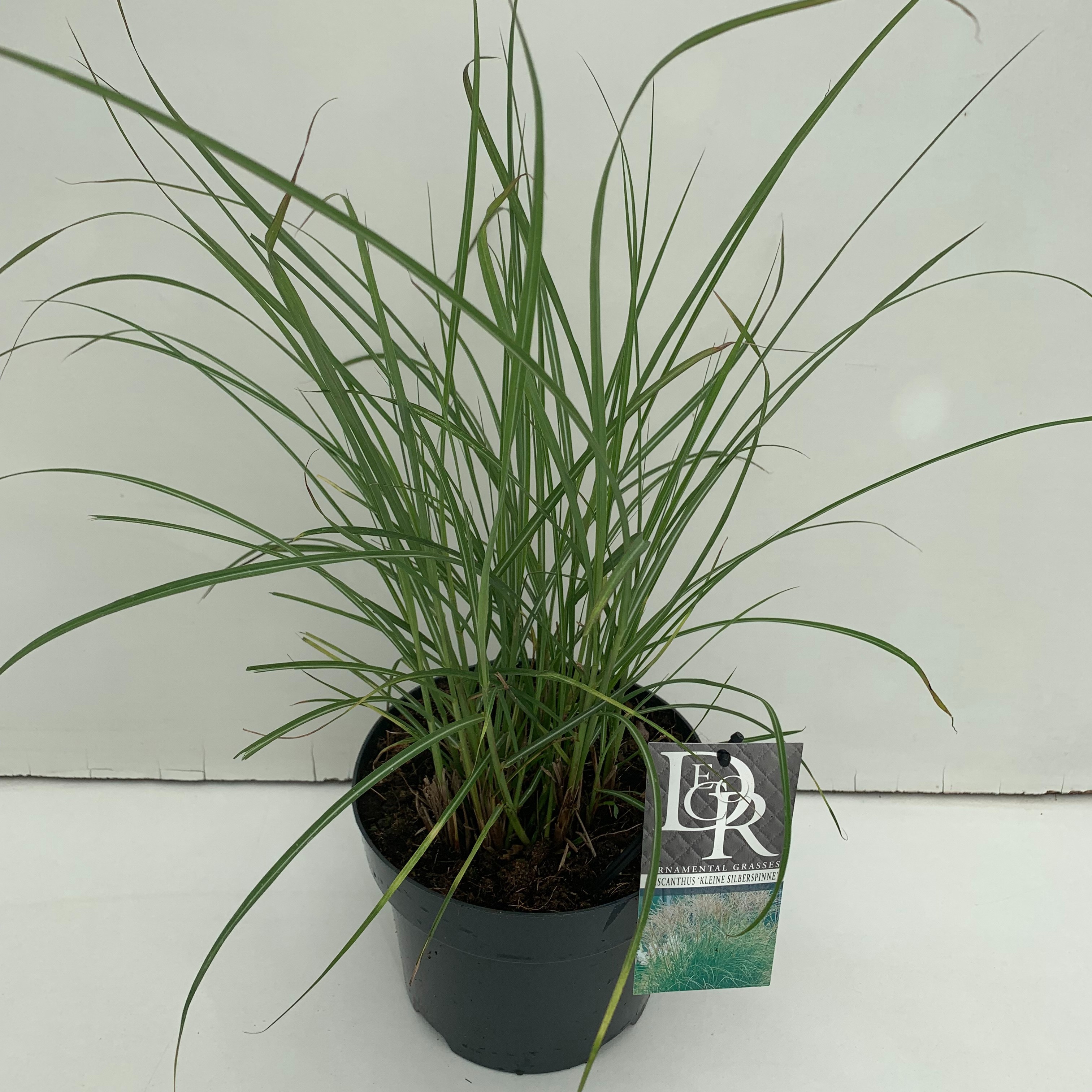 Miscanthus sinensis 'Kleine Silberspinne'