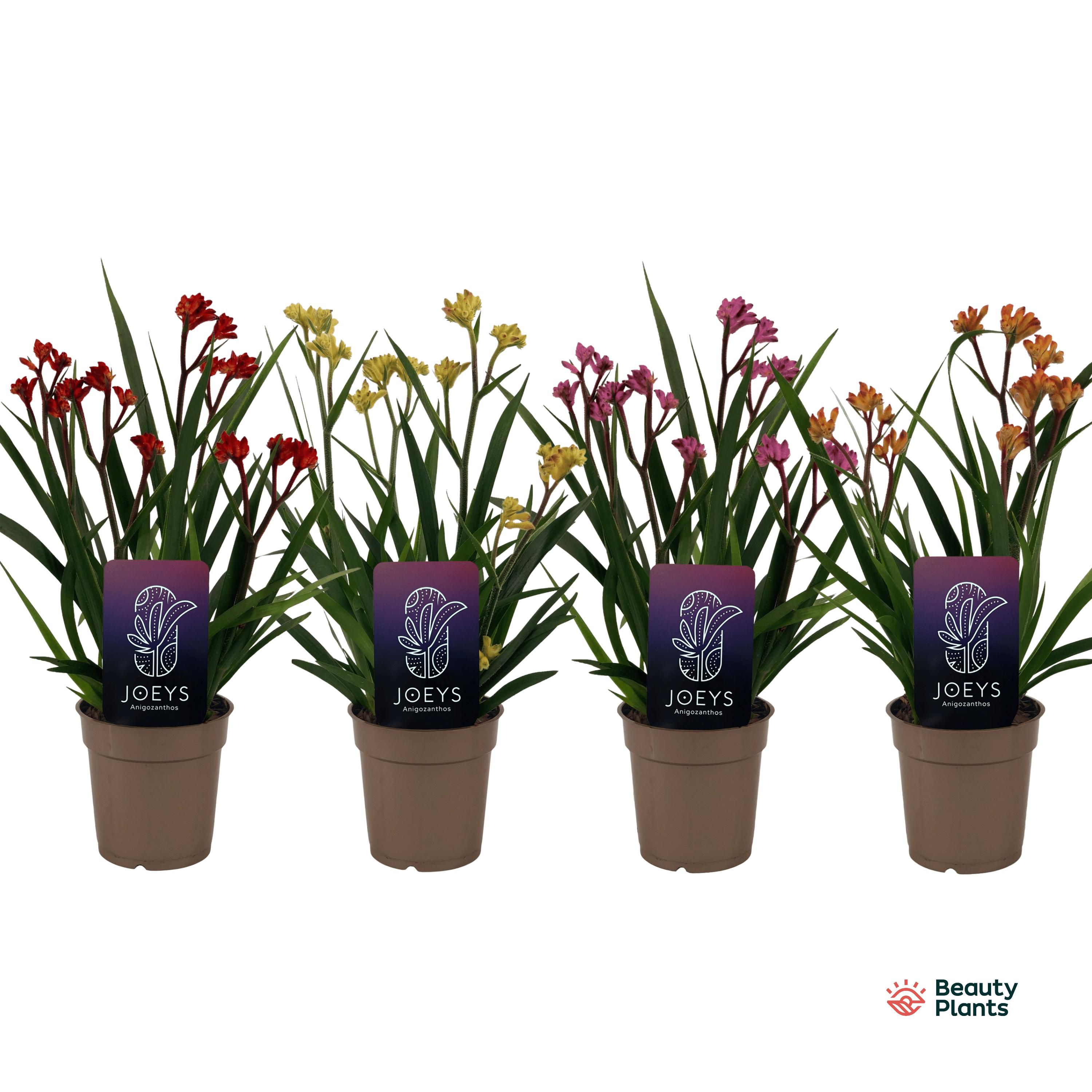 Anigozanthos Beauty Mix in Tray