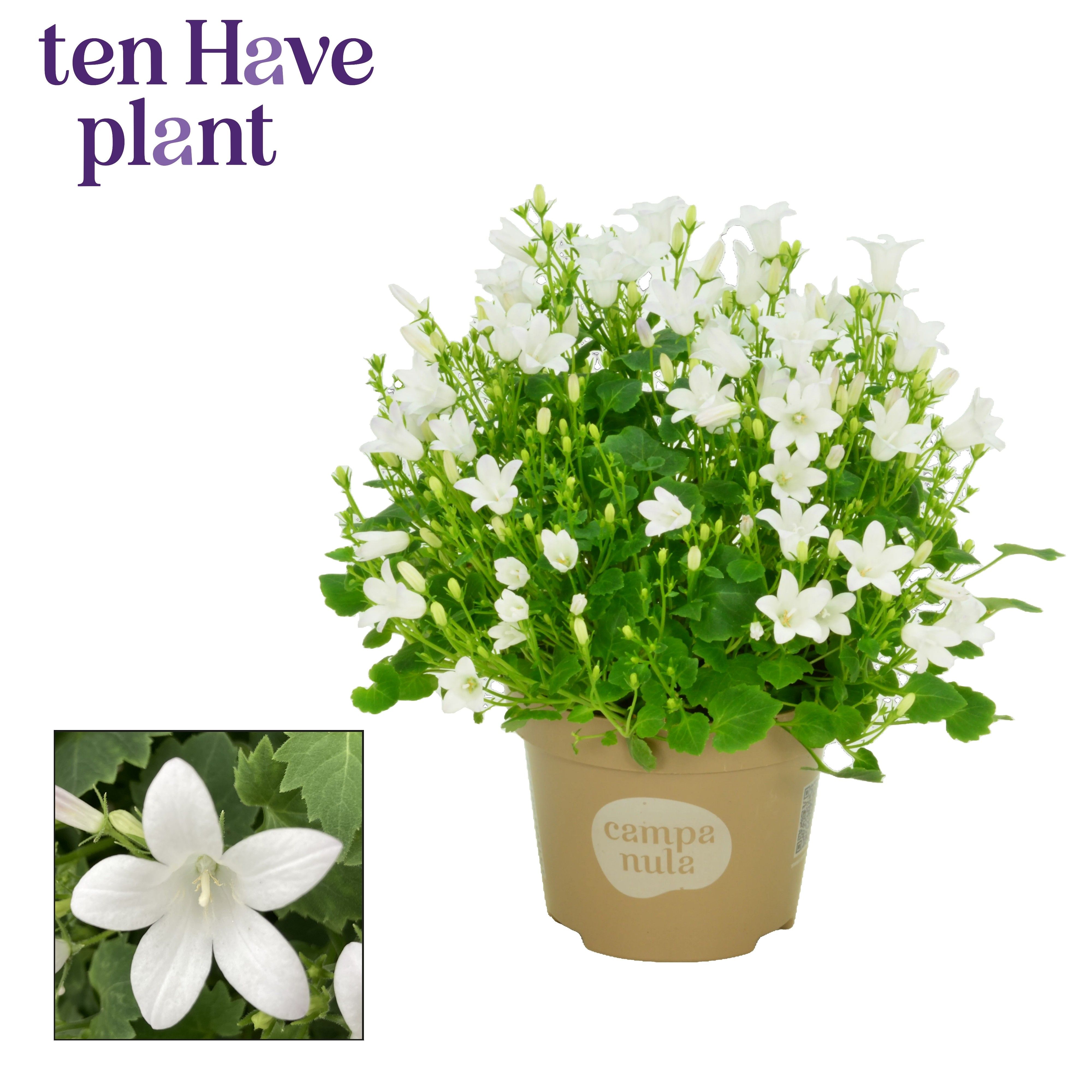 Campanula Porto White