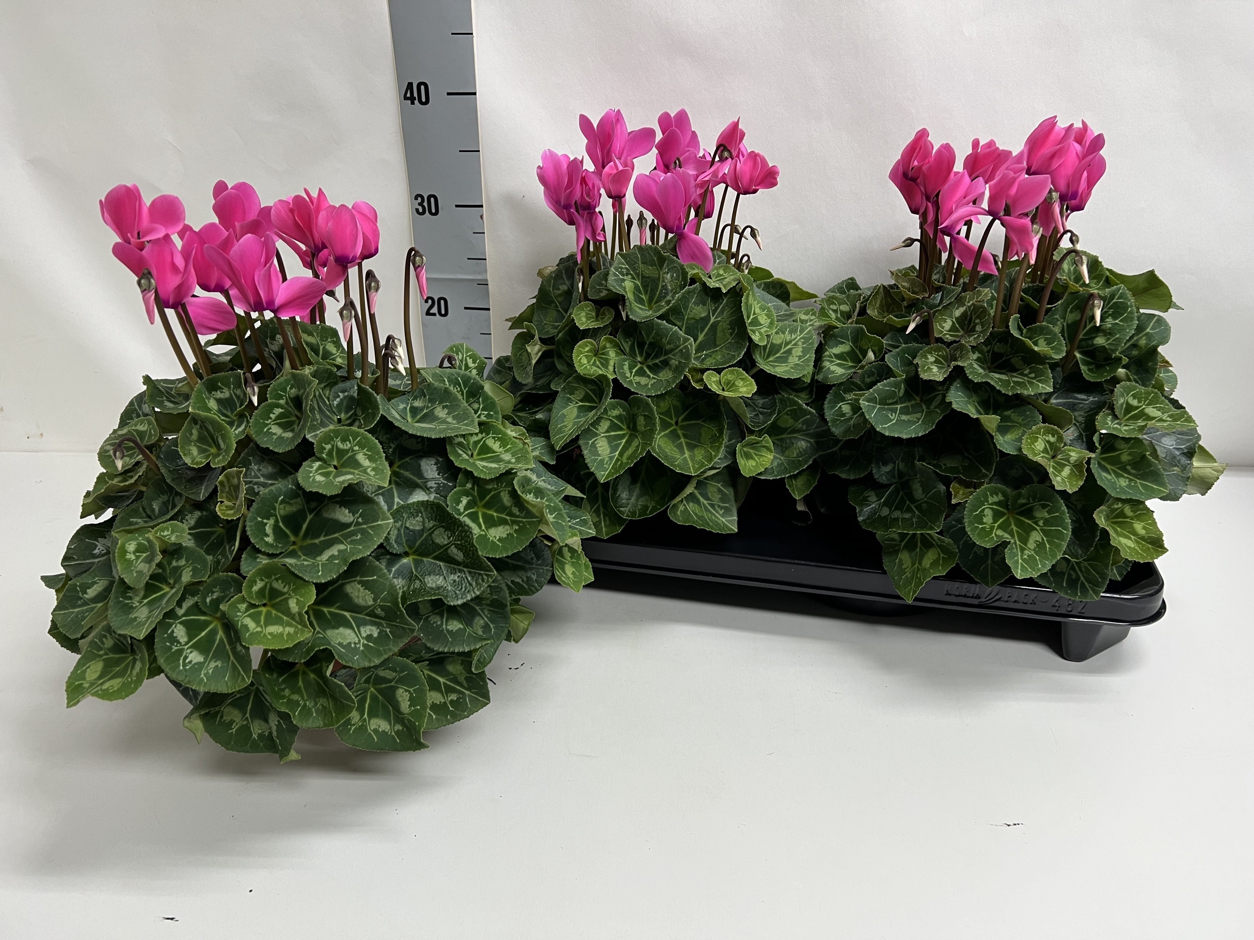 Cycl Gr Sup Xl 15P 36H 35Ø Cm 34bloei