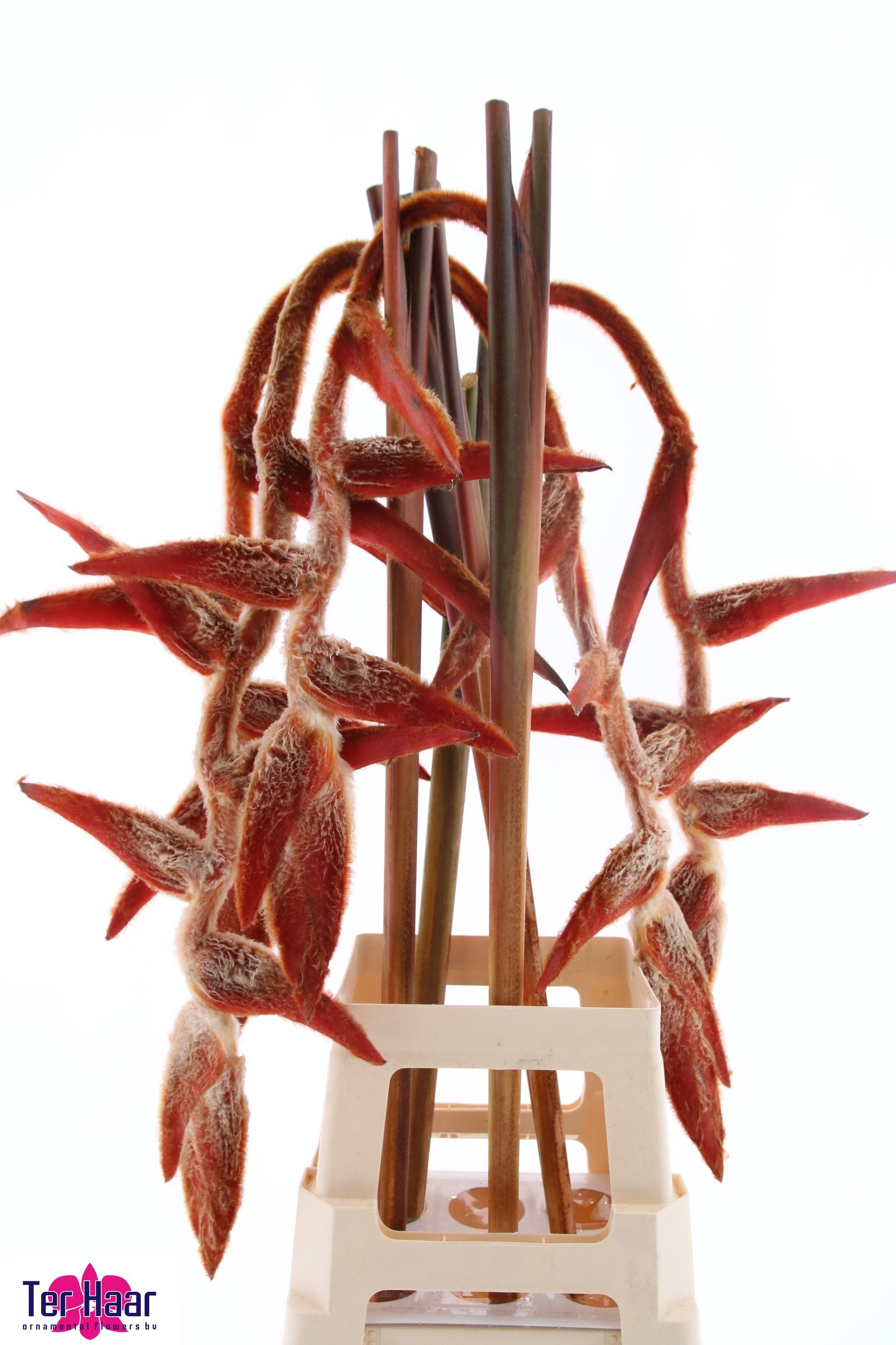 Heliconia She Kong 90cm