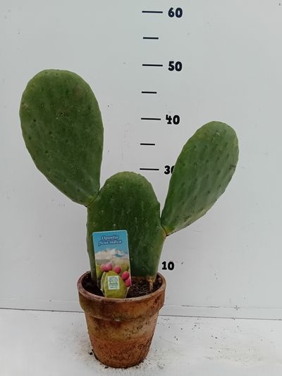 Opuntia indica p15