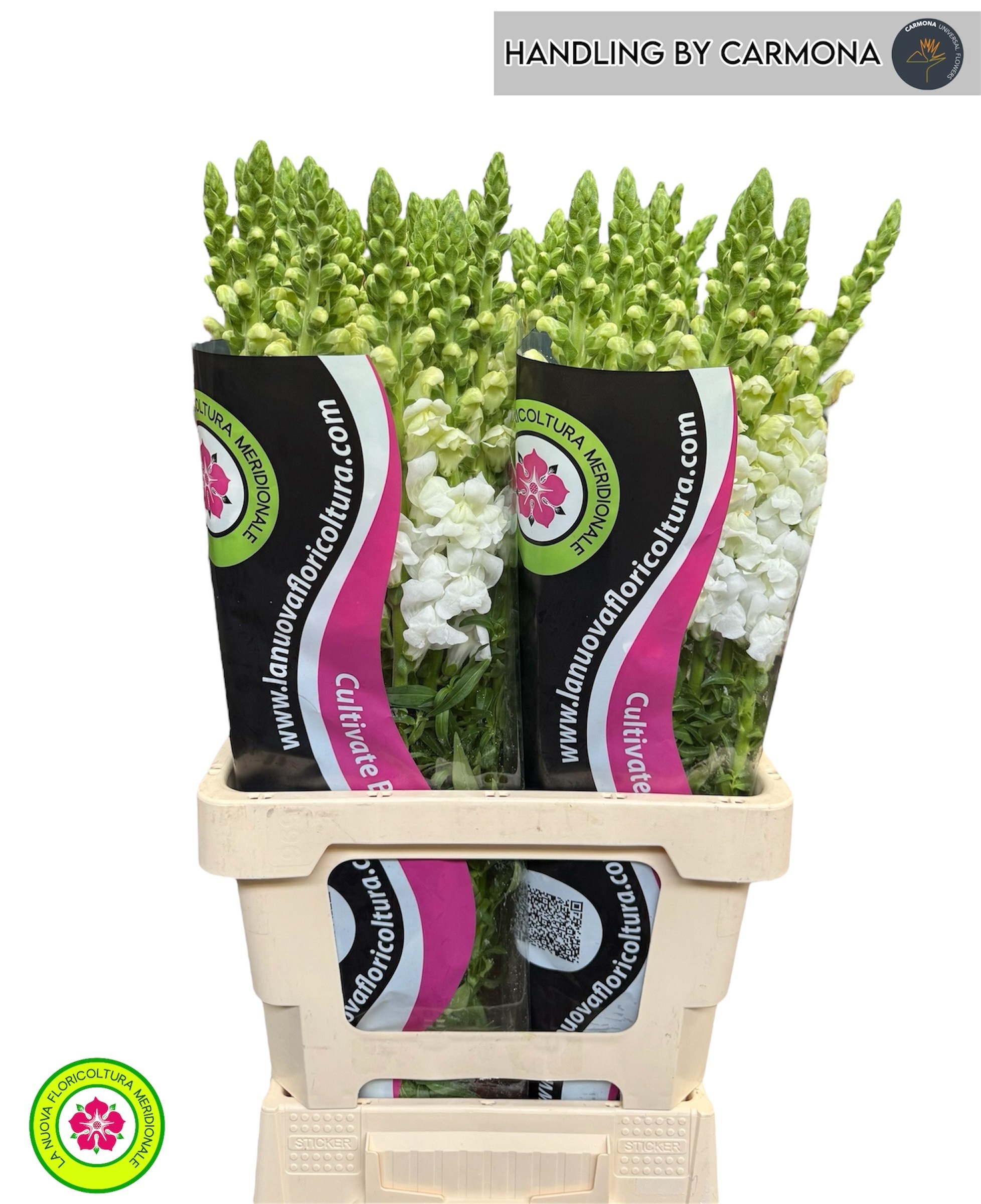 Antirrhinum Poto White 70cm