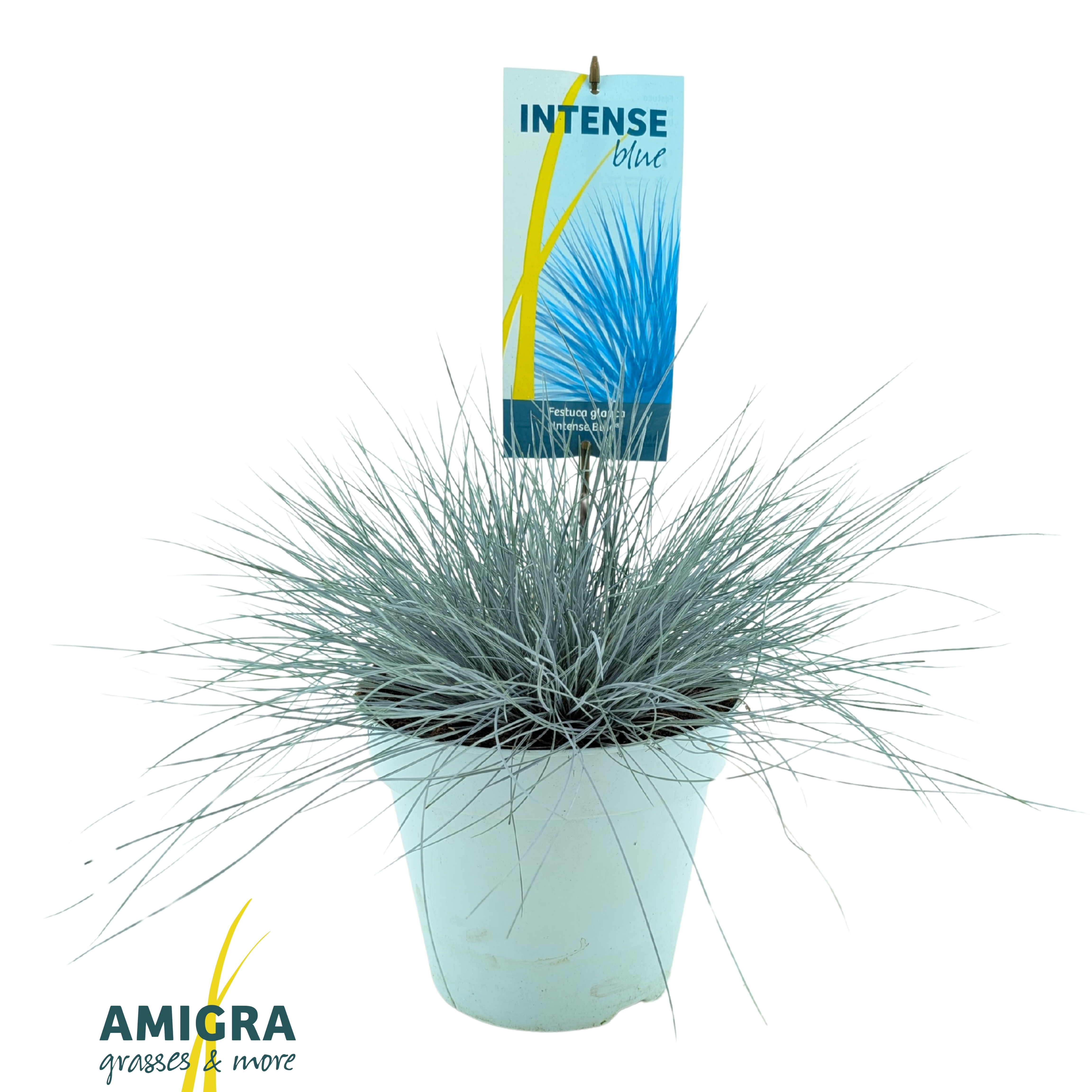 Picture of Festuca glauca Intense Blue®