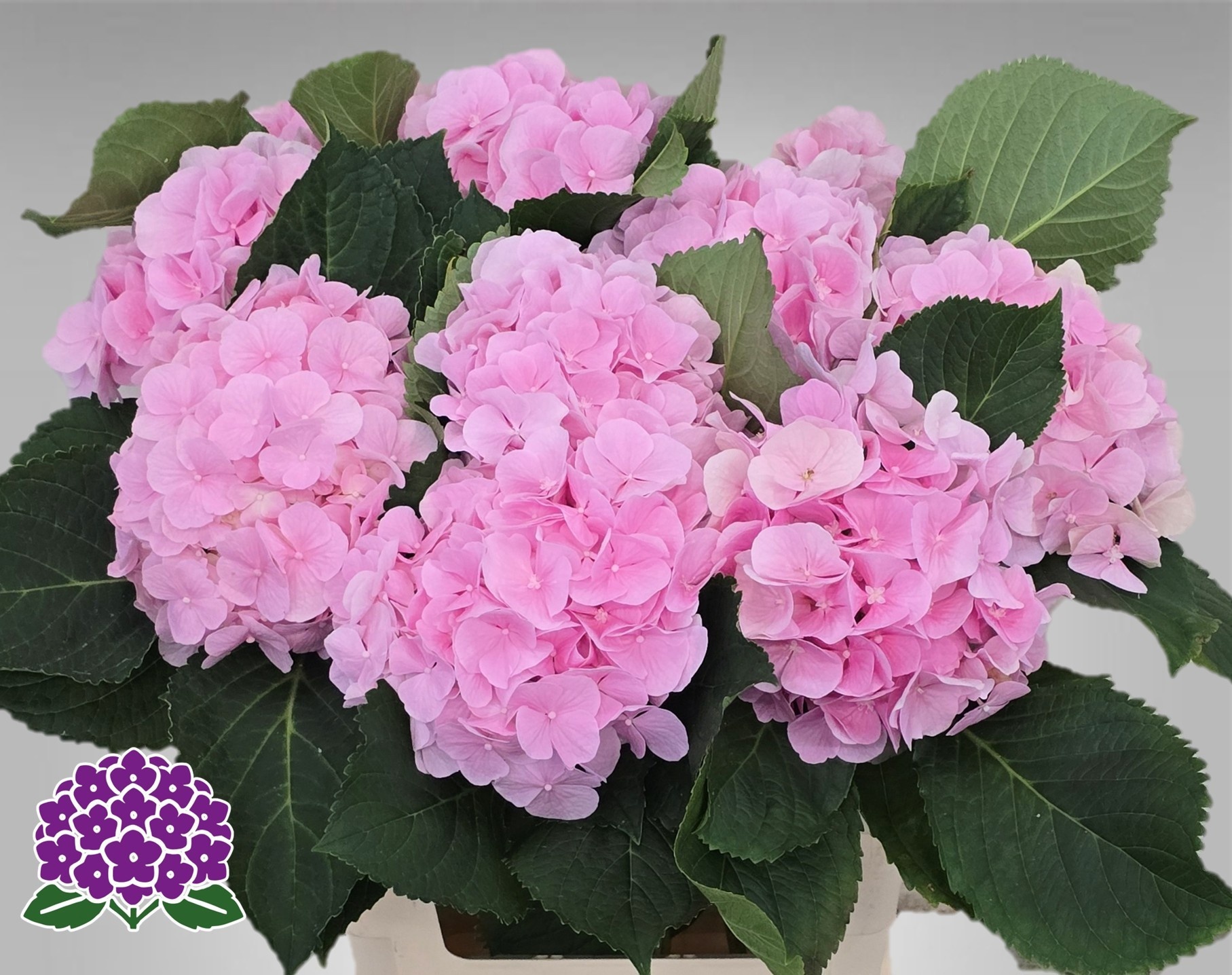 Hydrangea Verena Pink 60cm 15Ø