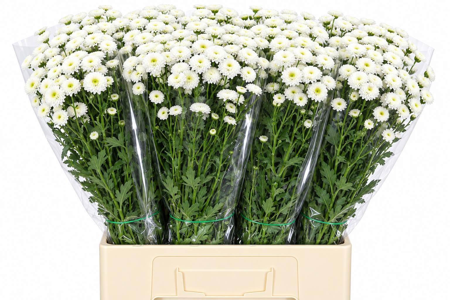 Chrysant Santini Calim White 70cm 200Ø