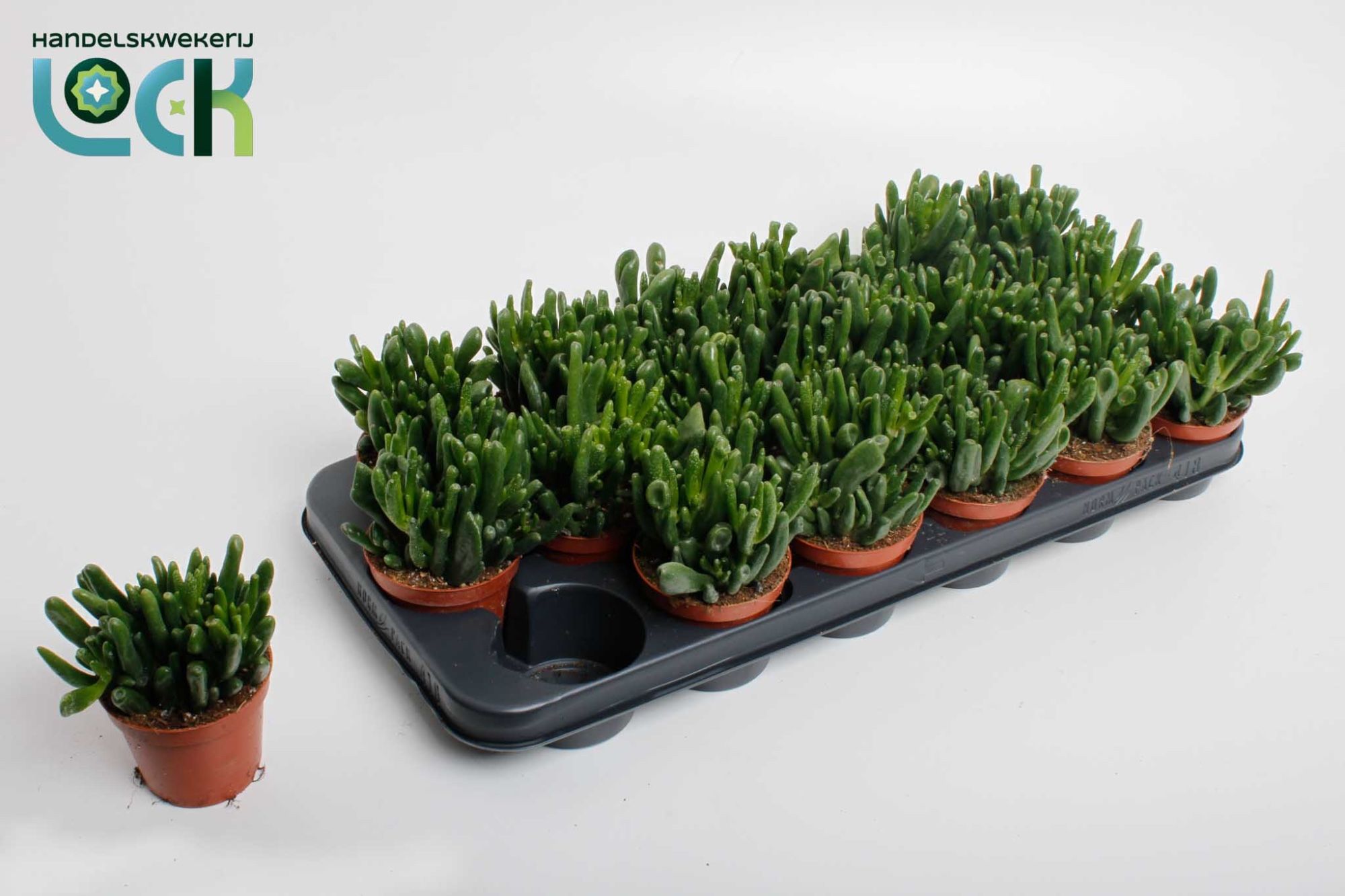 Crass Ovata Horn Tre 508Ø 15cm