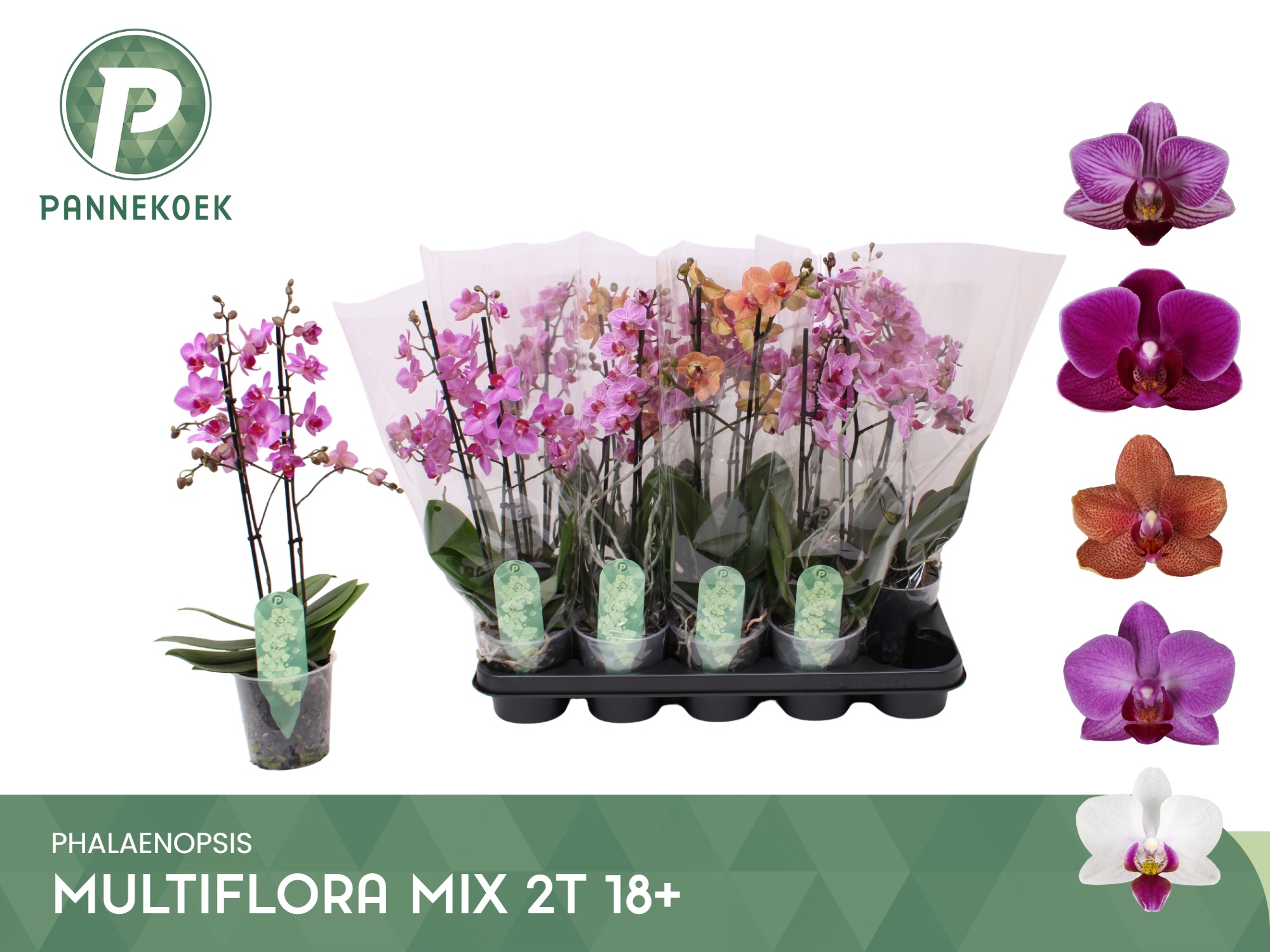Phal Mf Gem 5 Kl 12P 50H 2TAK 18bloem 33bloei