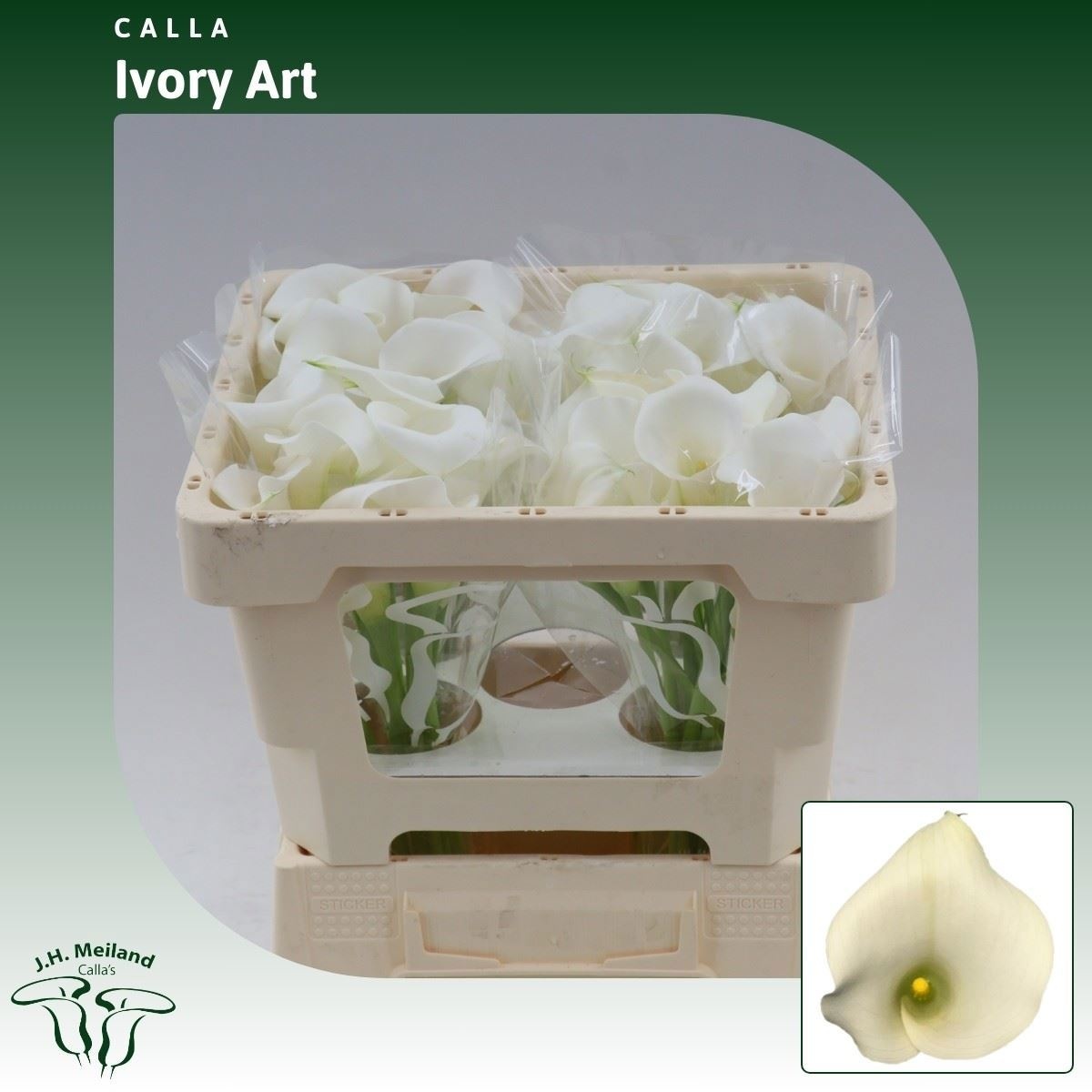 Calla Ivory Art 45cm