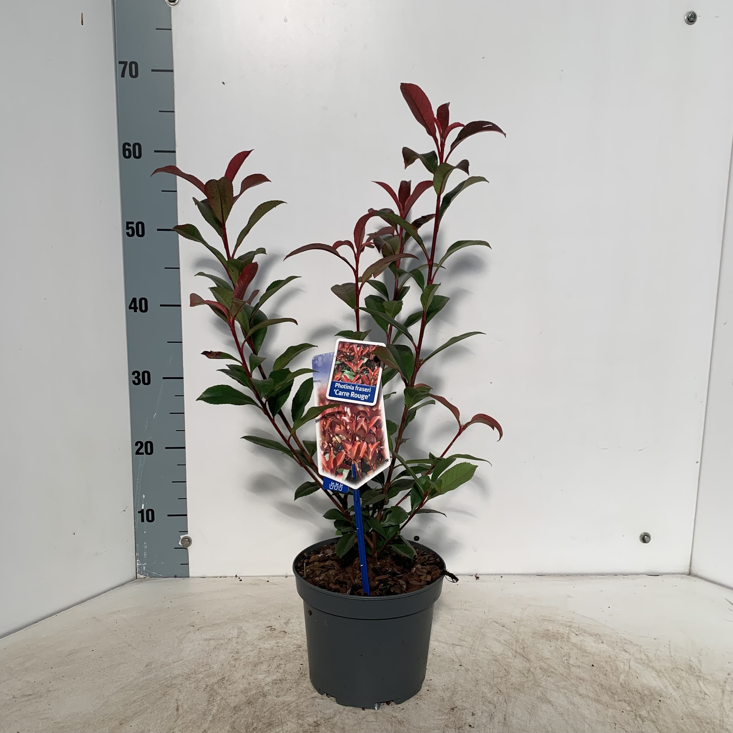 Picture of Photinia fraseri 'Carré Rouge'