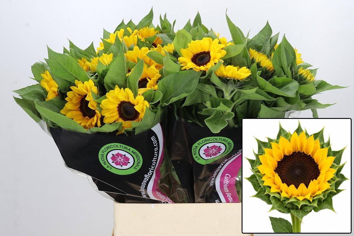 Helian An Vin Choice 90cm