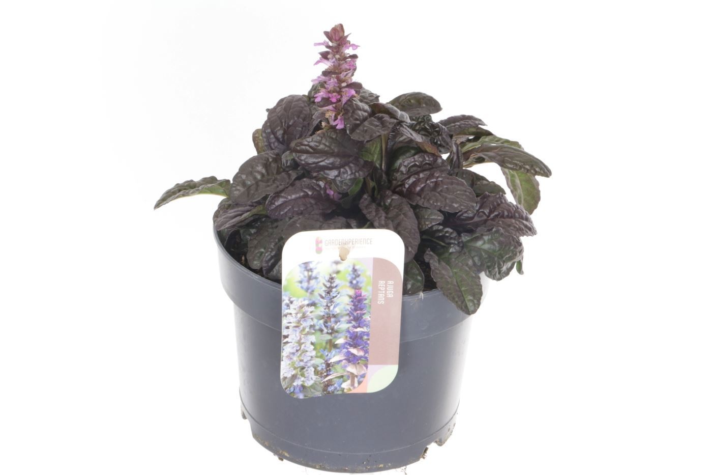 Ajuga Rept 17P 20H