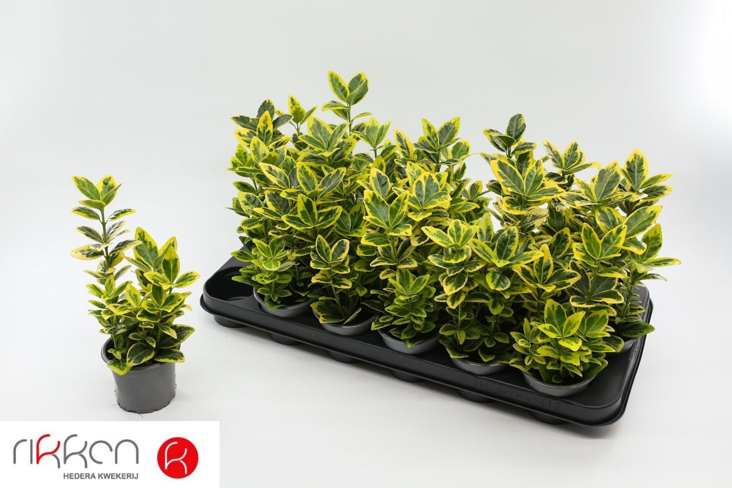 Euonymus Ja Marieke 9P 12H