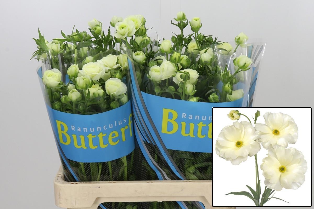 Ranuncules Butterfly Graces 60cm