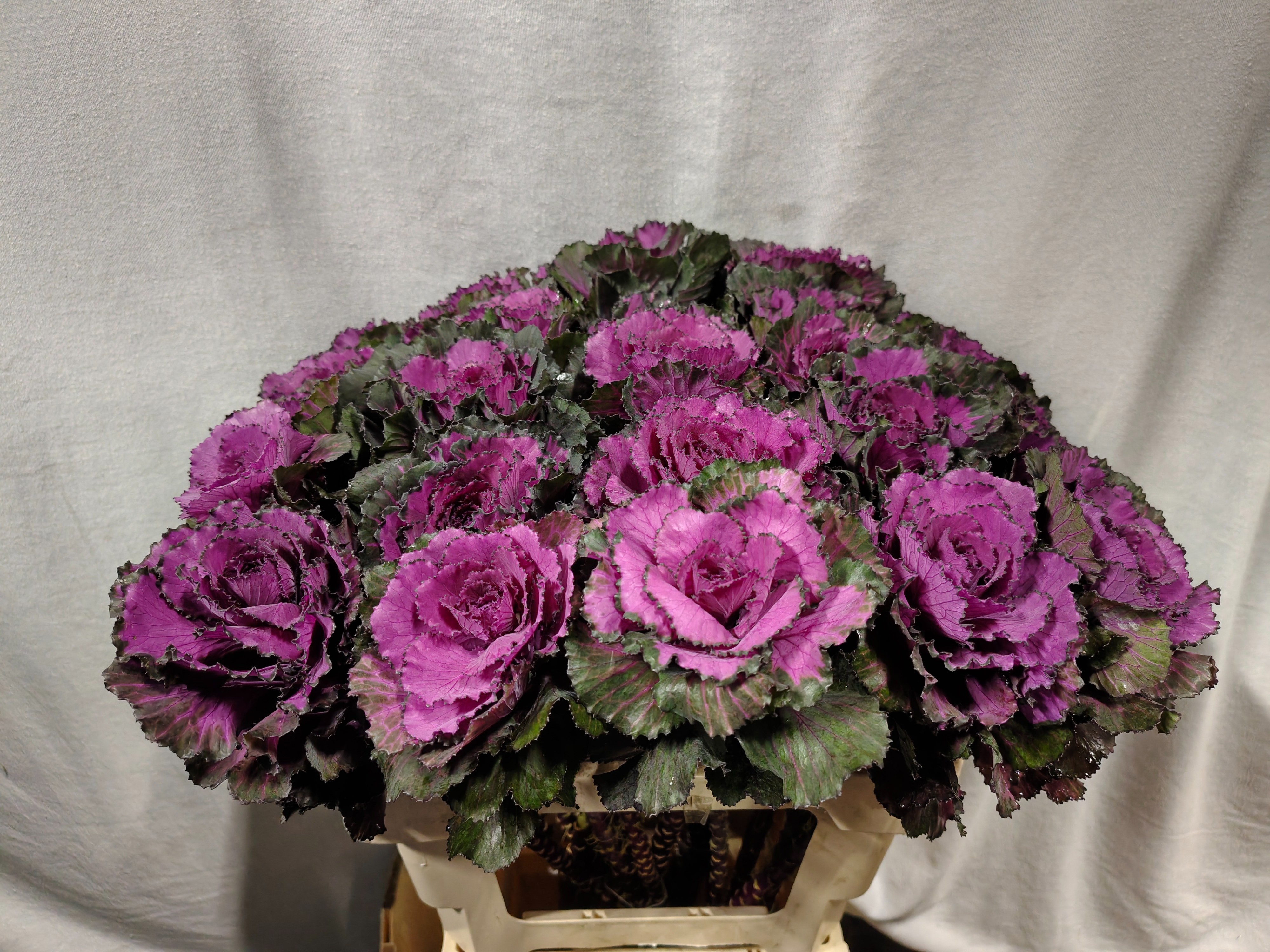 Brassica Elegance 60cm