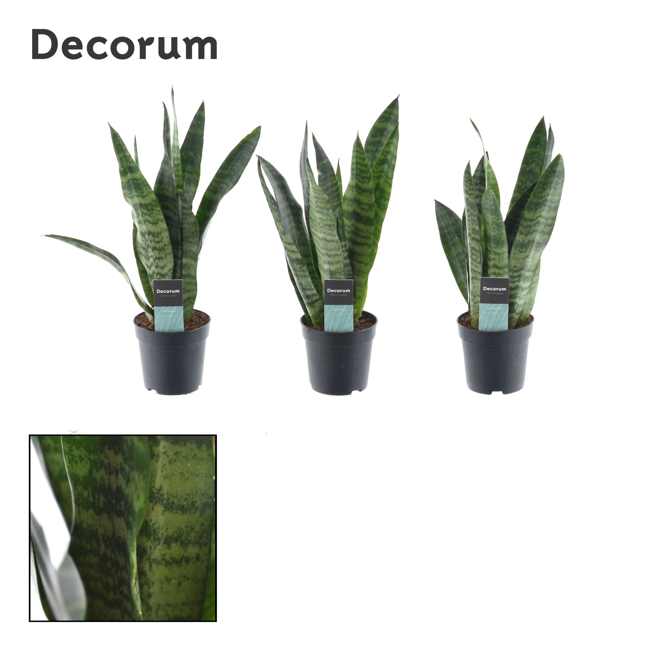 Picture of Sansevieria Black Coral (Decorum) P7 25CM