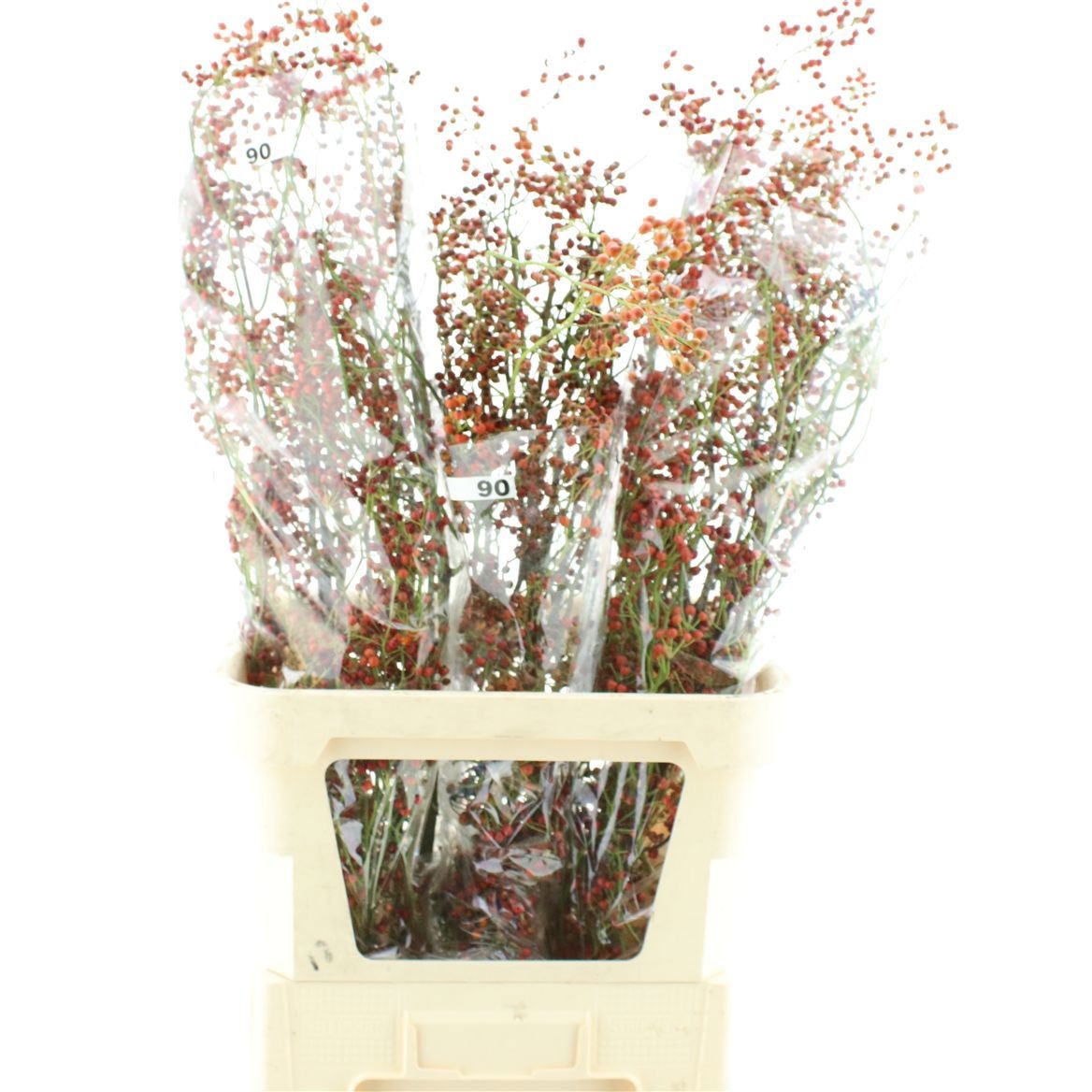 Rosehips Corallo 90cm
