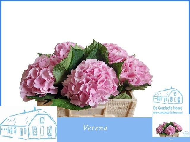 Hydrangea Verena Pink 50cm 16Ø