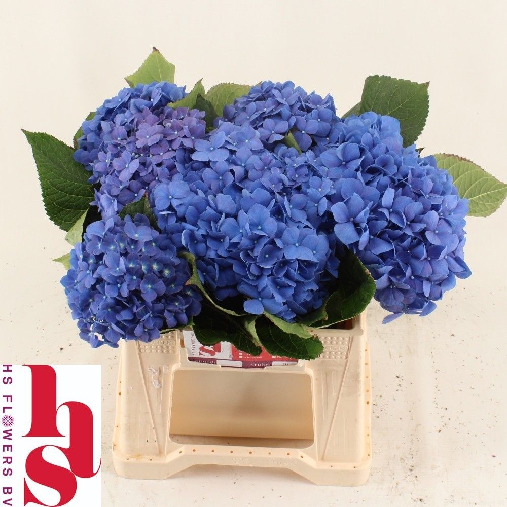 Hydrangea Pimpernel 40cm 17Ø