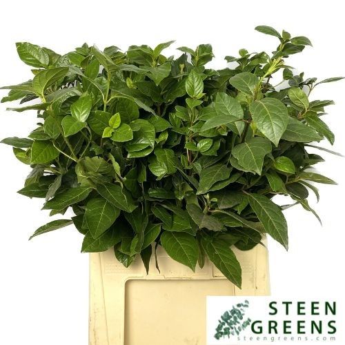 Viburnum Tinus 60cm