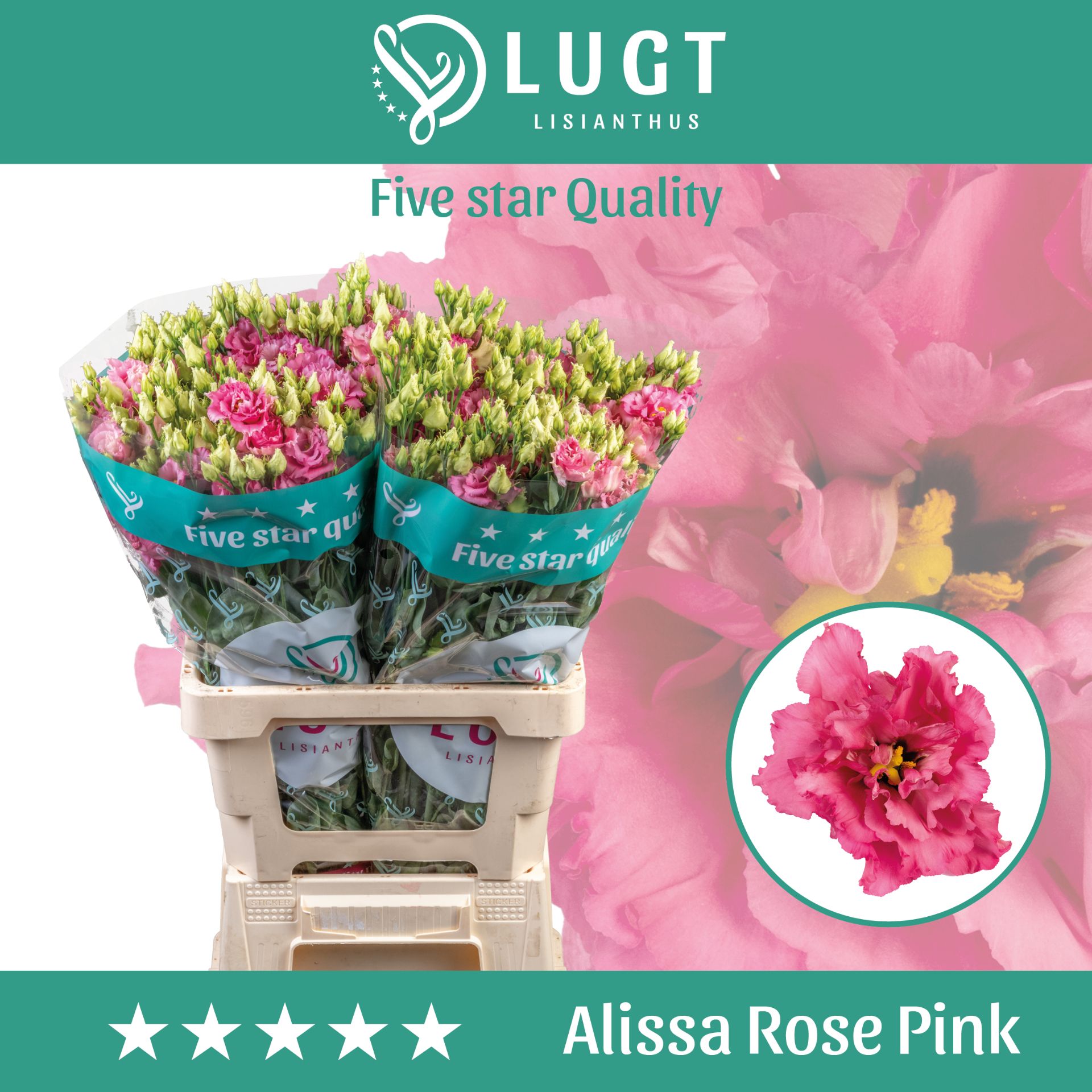 Eus G Alissa Rose Pi