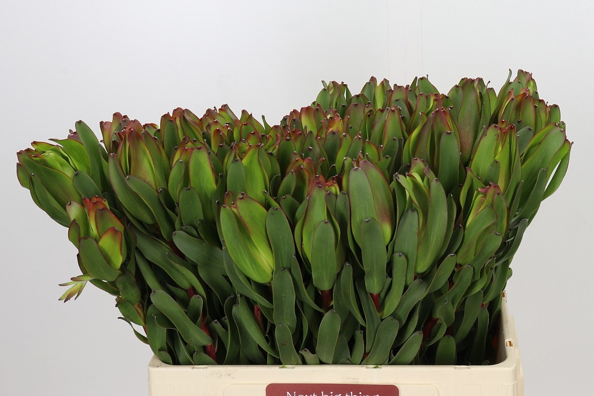 Leucad Laurel Yellow