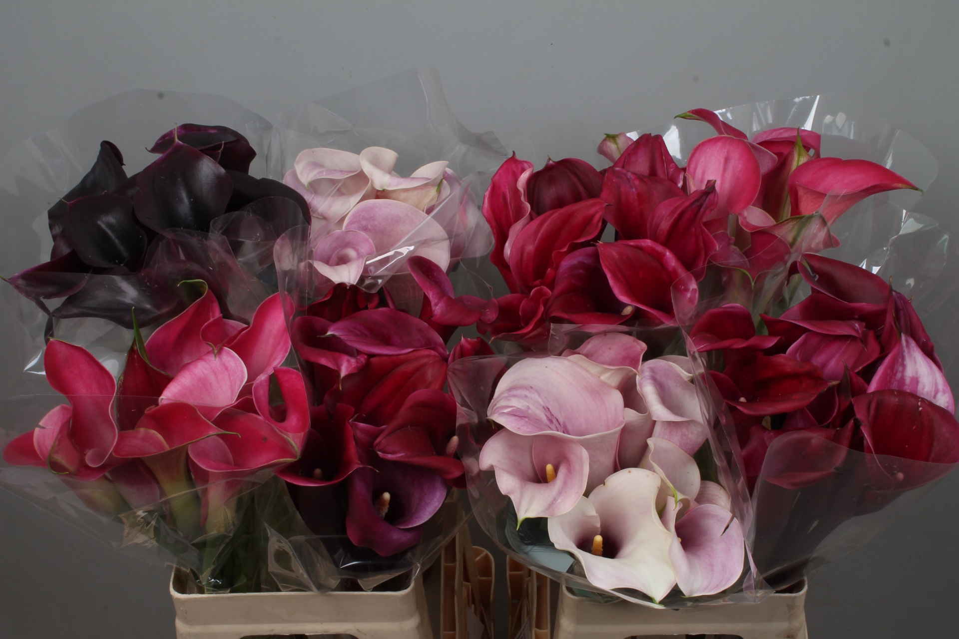 Calla Assorted 60cm