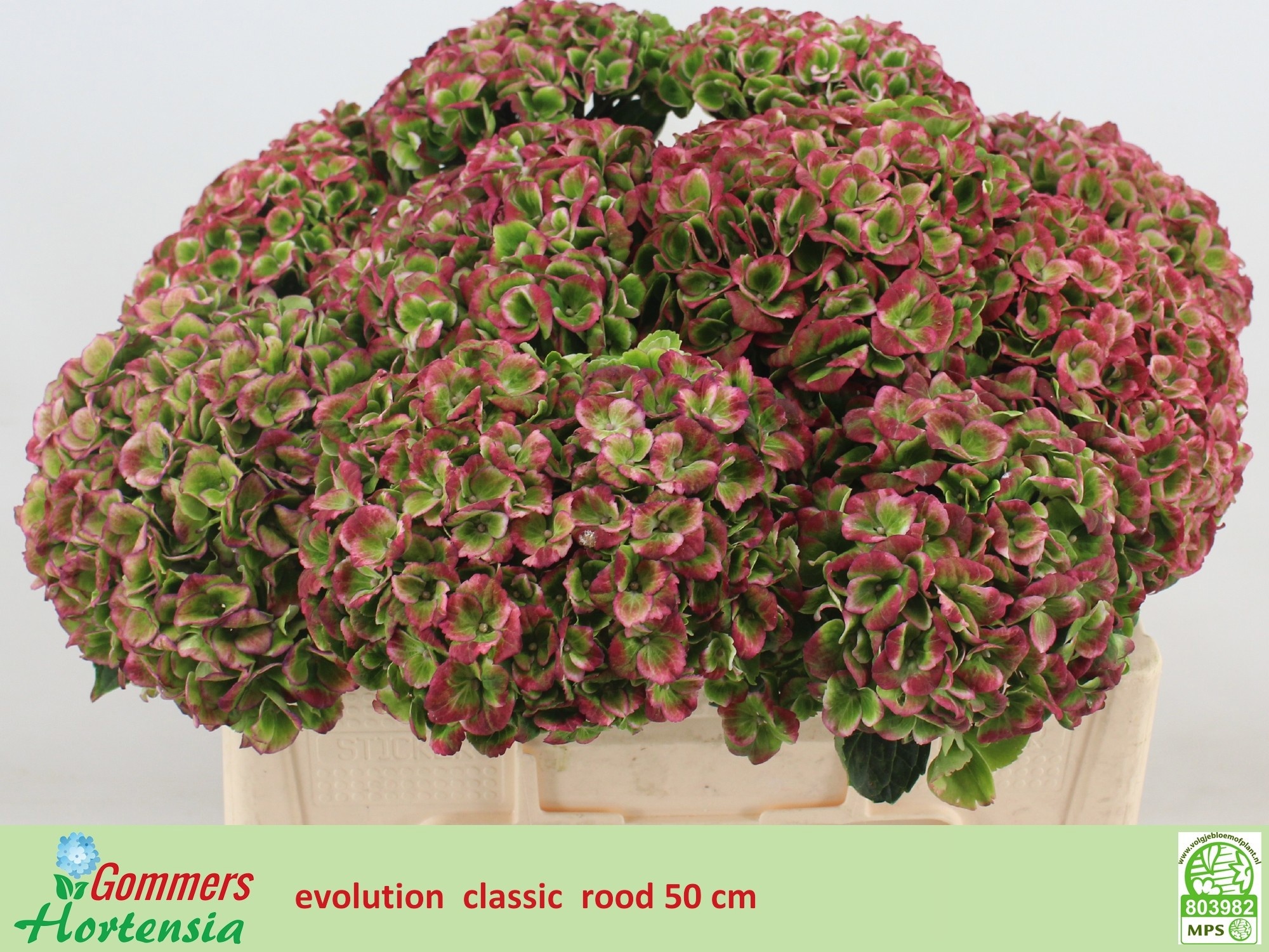 Hydrangea Revolution Pink/green 50cm 13Ø