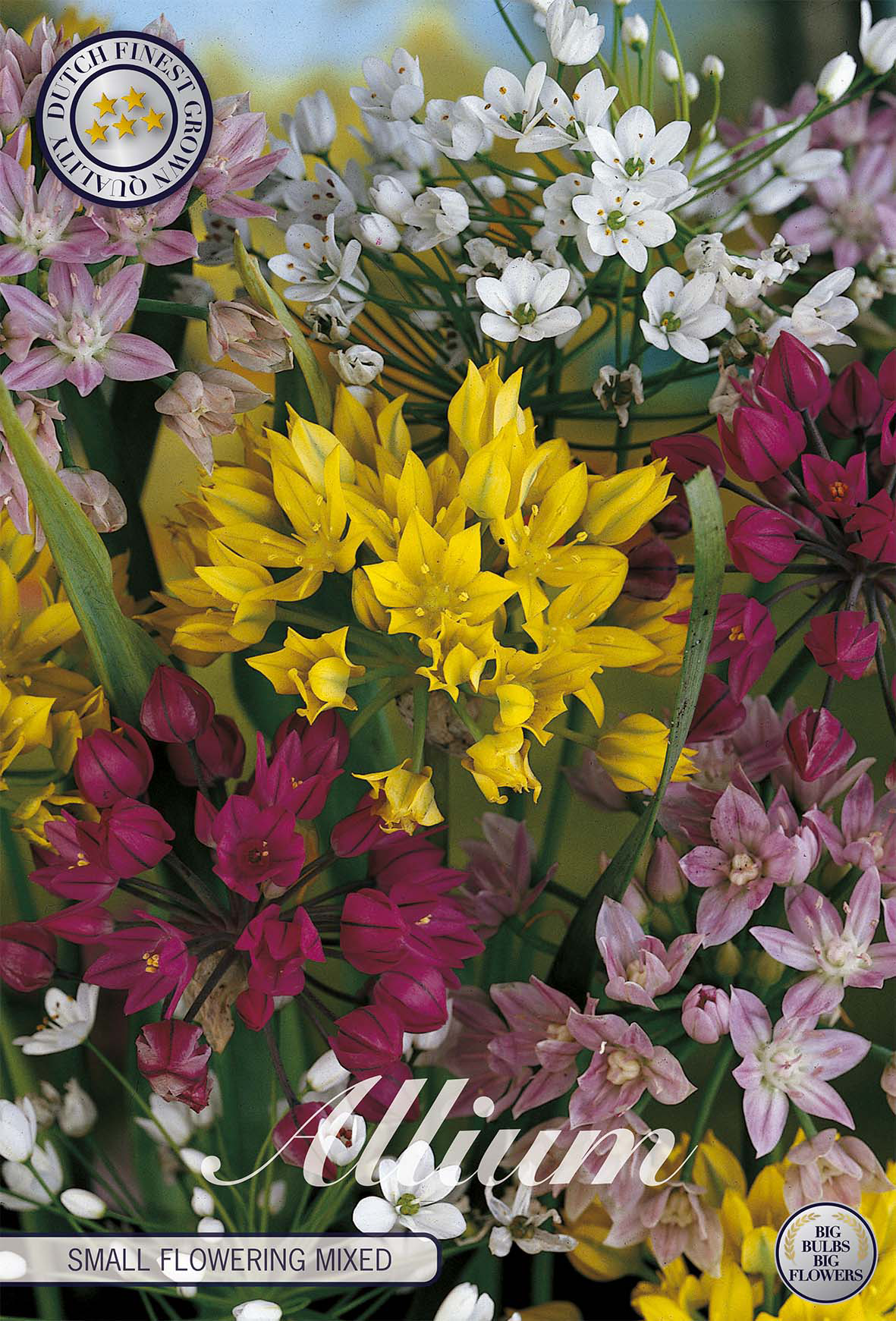 Allium Small Flowering Mixed x20 5/6