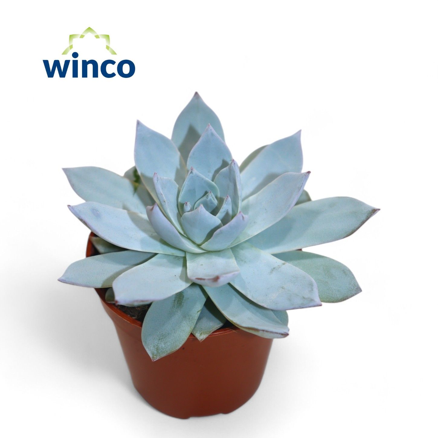 Picture of Echeveria Blue Star P5 12CM