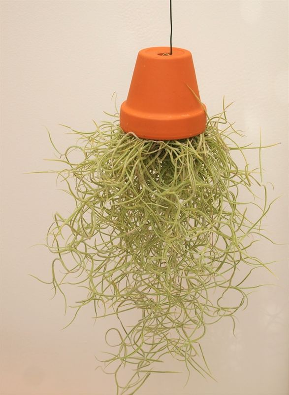 Till Usneoides
