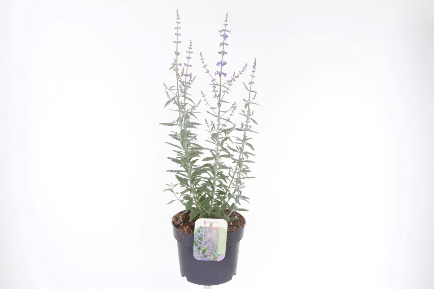 Perovskia Prime Time 17P 50cm