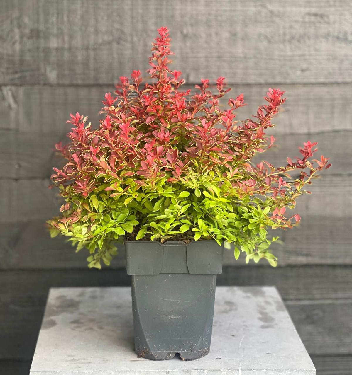 Berberis thunbergii 'Admiration'